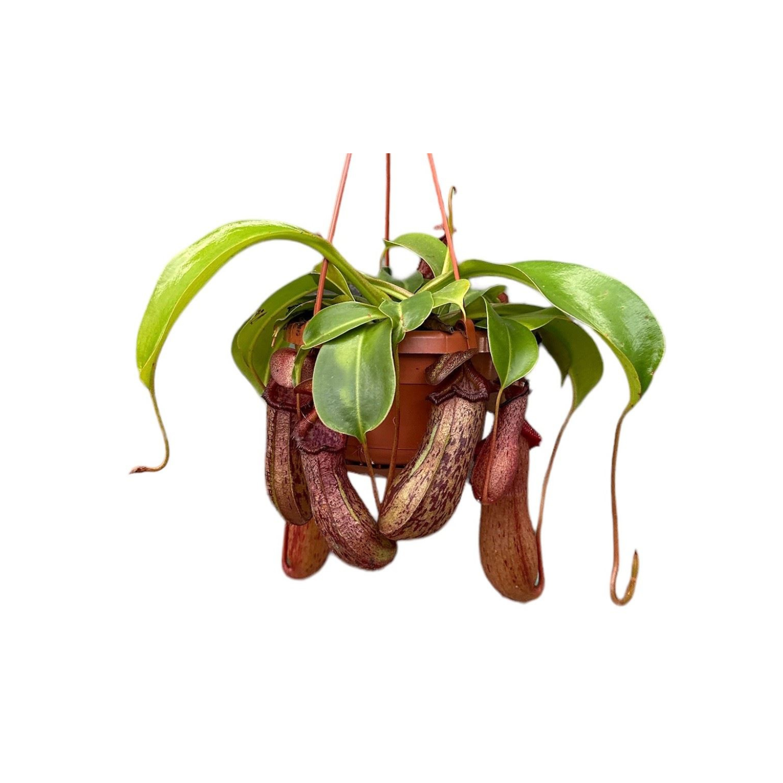 NEPENTHES 'MONKEY JARS' Dzbanecznik