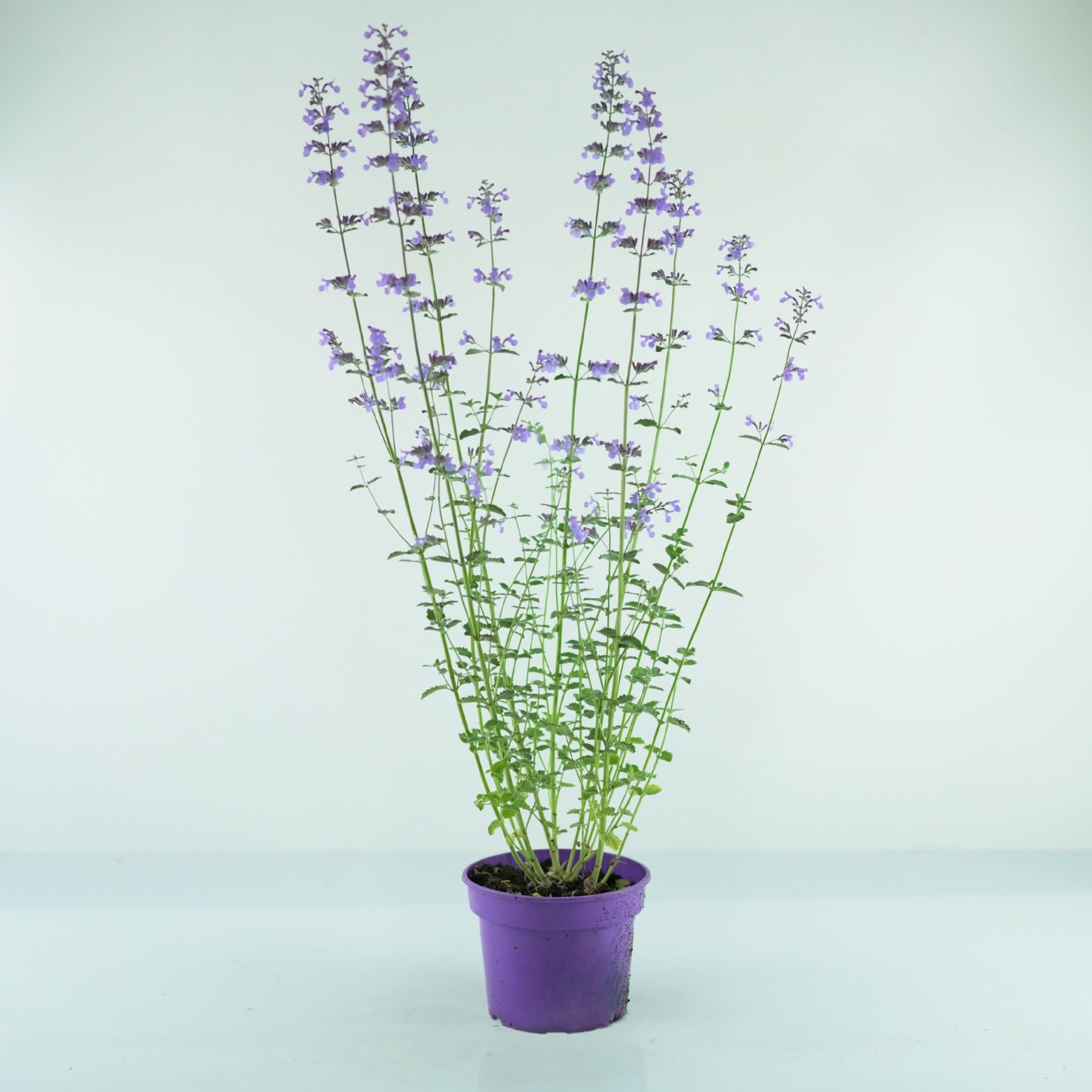 NEPETA FAASSENII 'Six Hills Giant' Kocimiętka