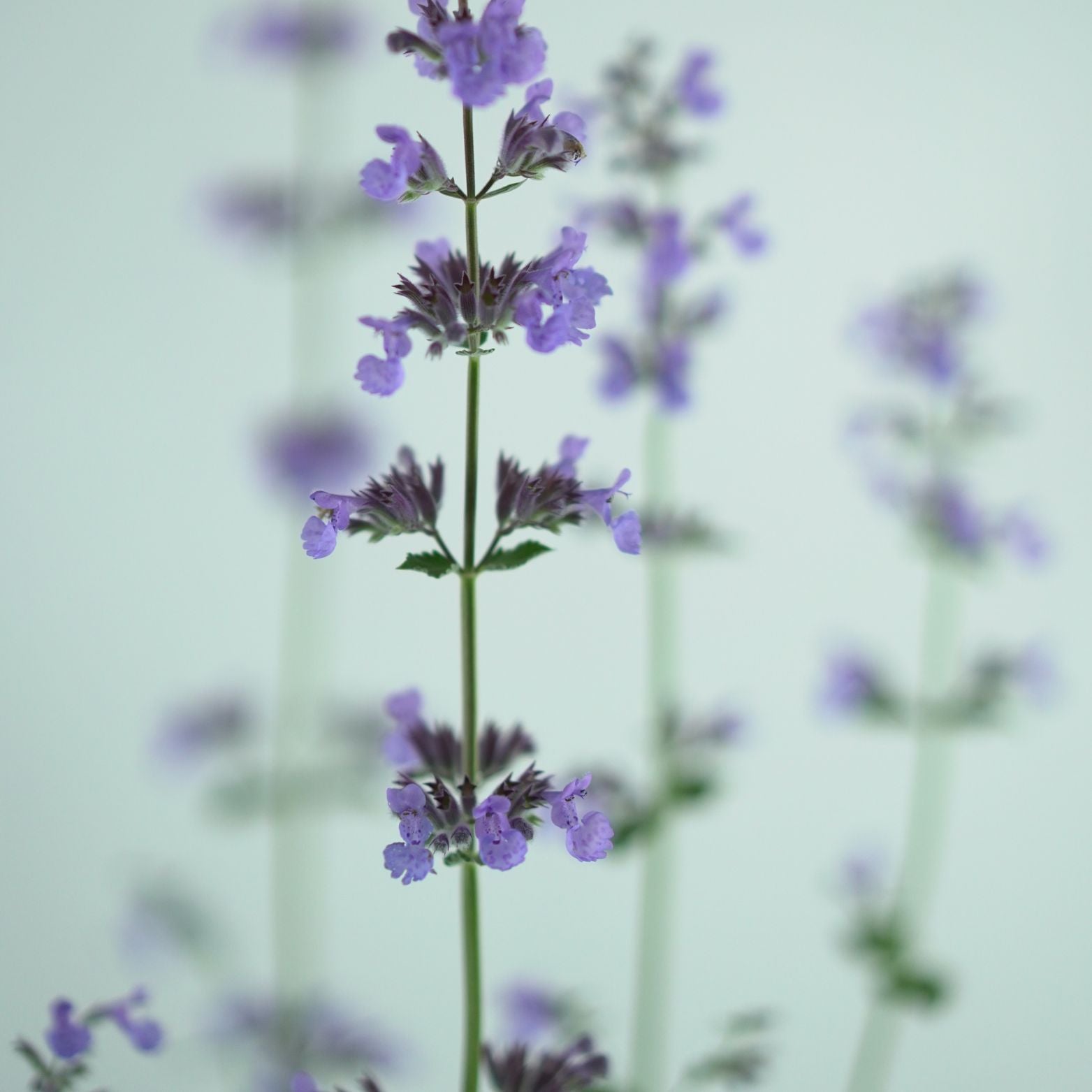 NEPETA FAASSENII 'Six Hills Giant' Kocimiętka