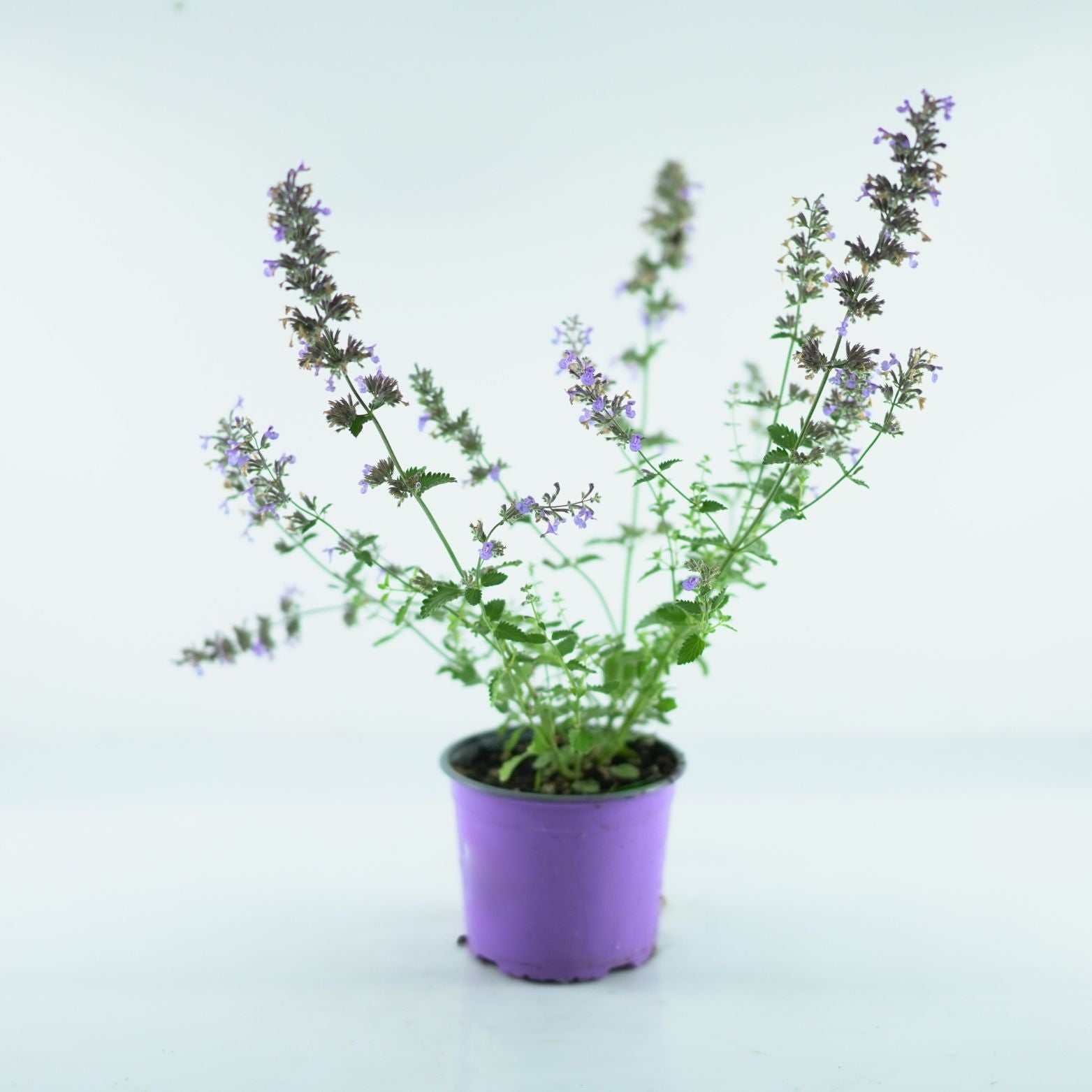 NEPETA FAASSENII 'Six Hills Giant' Kocimiętka