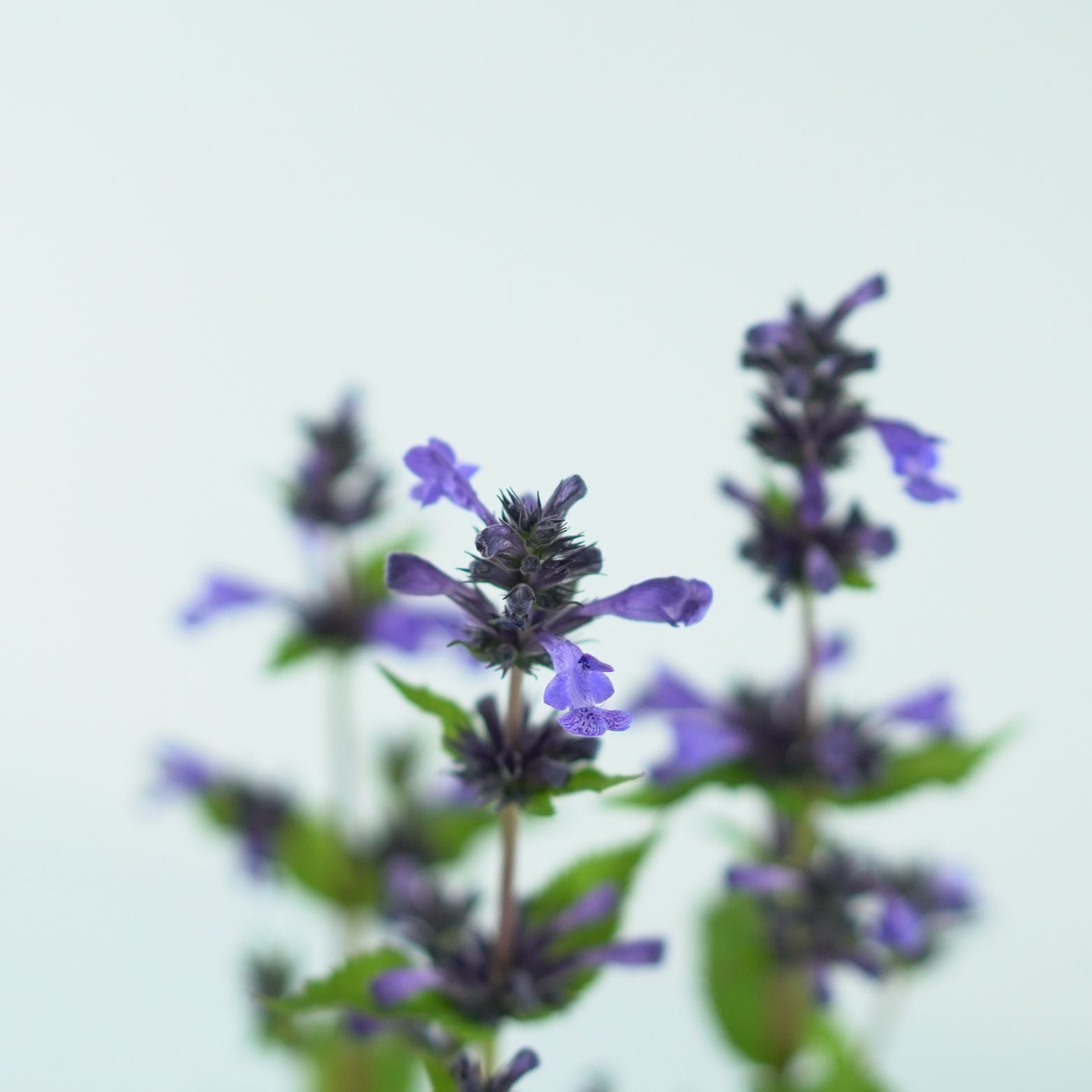 NEPETA NERVOSA 'Neptune' Kocimiętka żyłkowana