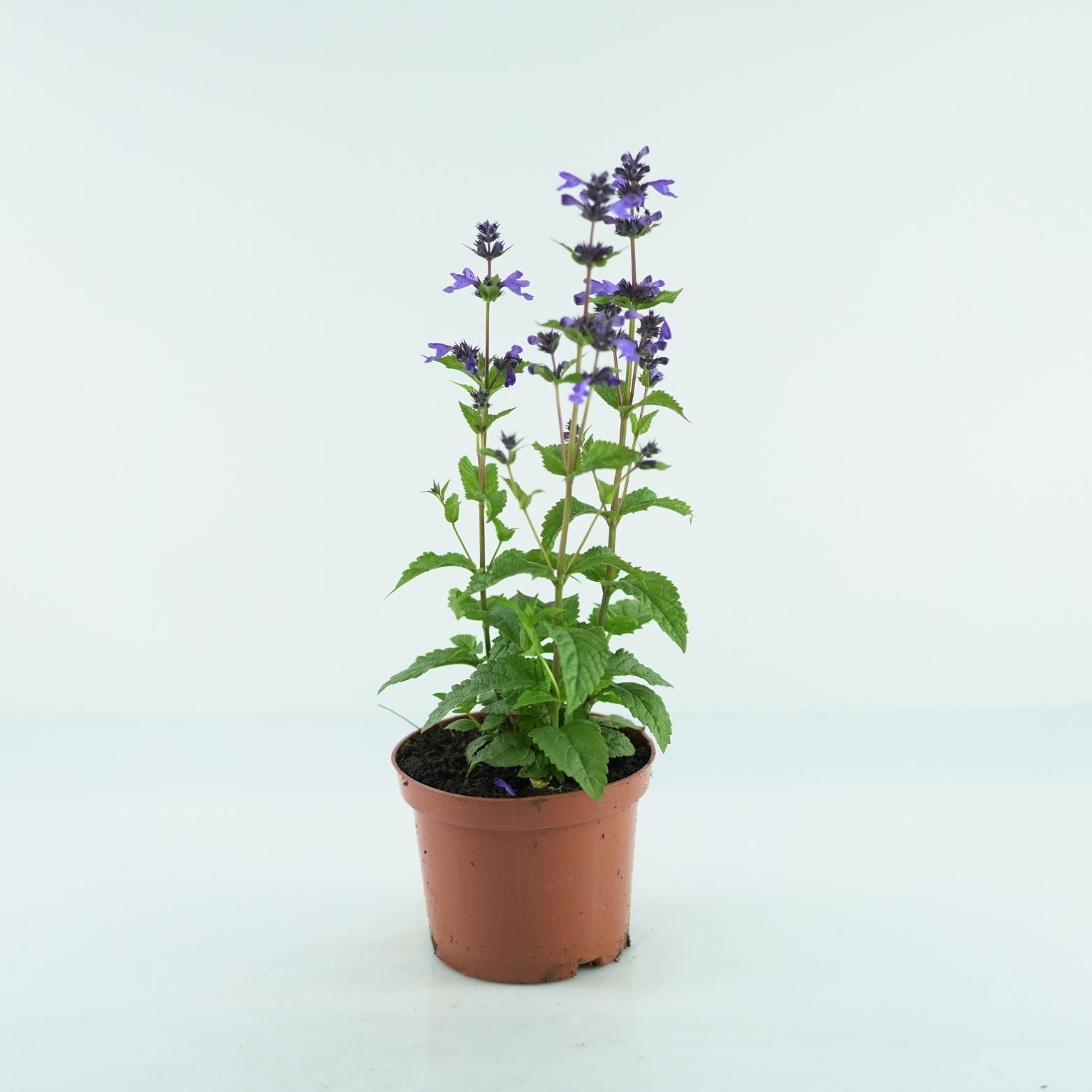NEPETA NERVOSA 'Neptune' Kocimiętka żyłkowana