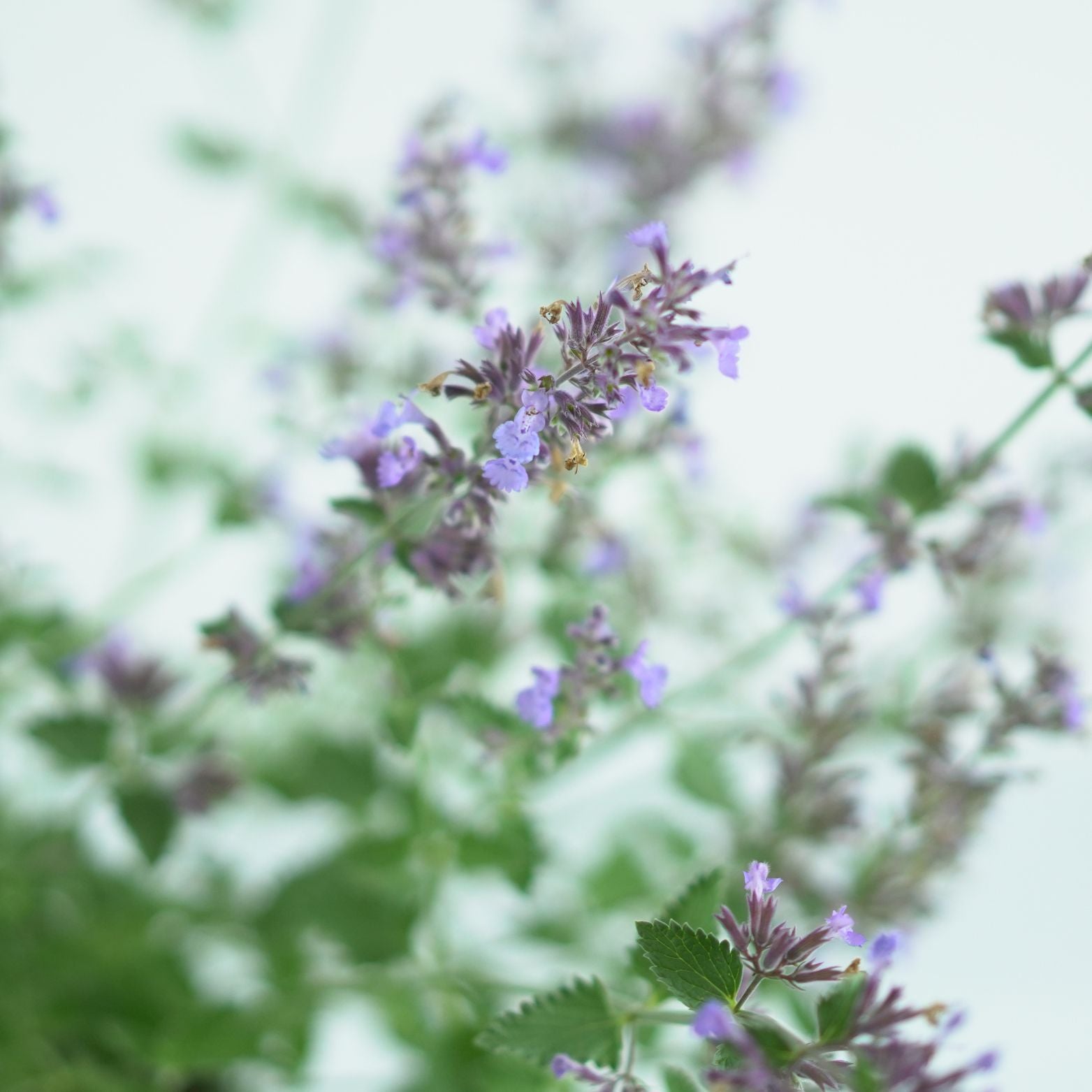 NEPETA 'Walkers Low' Kocimiętka