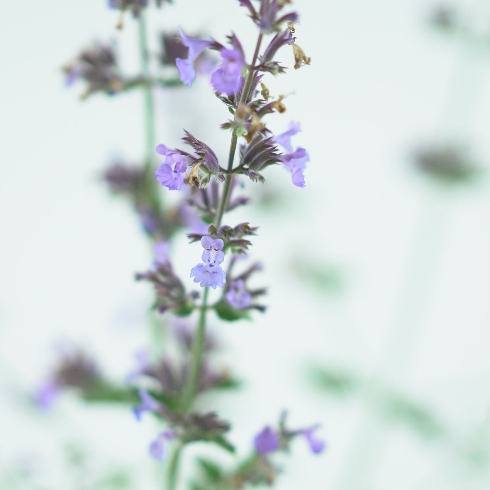 NEPETA 'Walkers Low' Kocimiętka