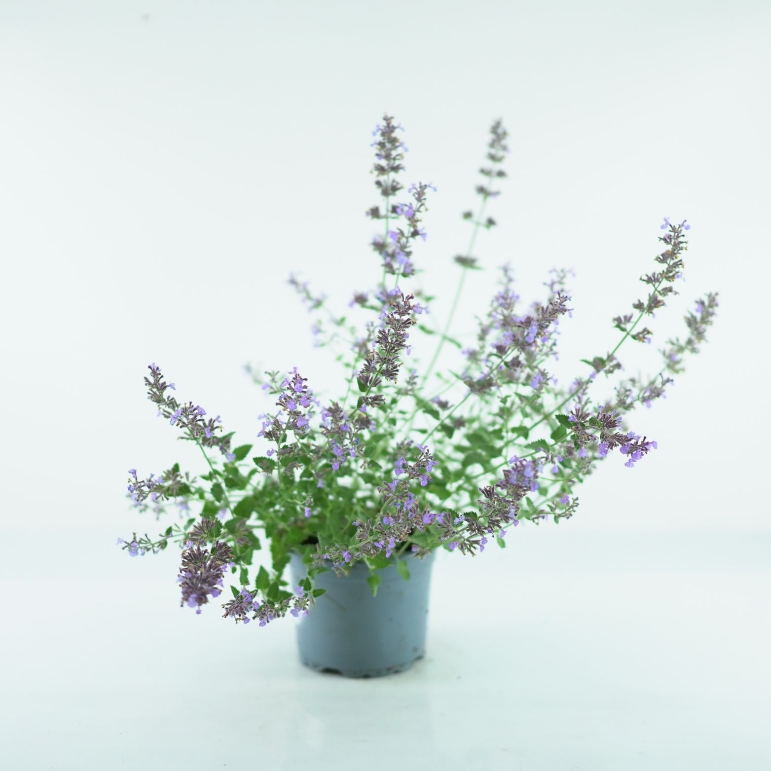 NEPETA 'Walkers Low' Kocimiętka