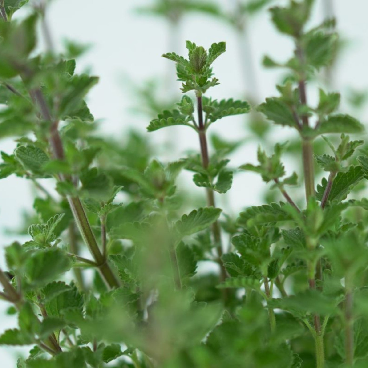 NEPETA FAASSENII 'Kit Kat' Kocimiętka