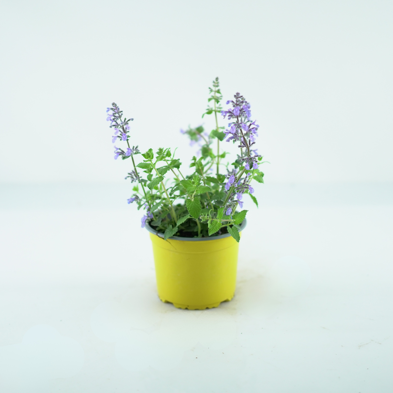 NEPETA FAASSENII 'PICTURE PERFECT' Kocimiętka