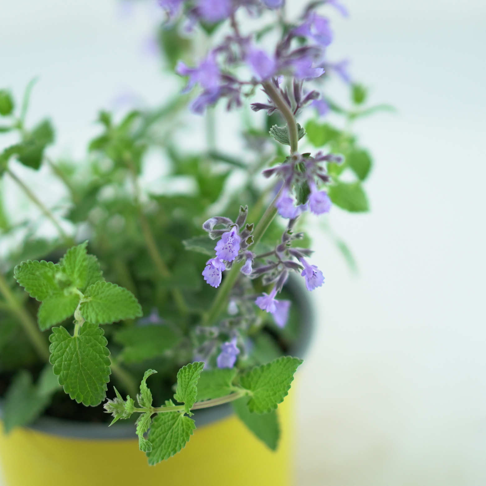 NEPETA FAASSENII 'PICTURE PERFECT' Kocimiętka