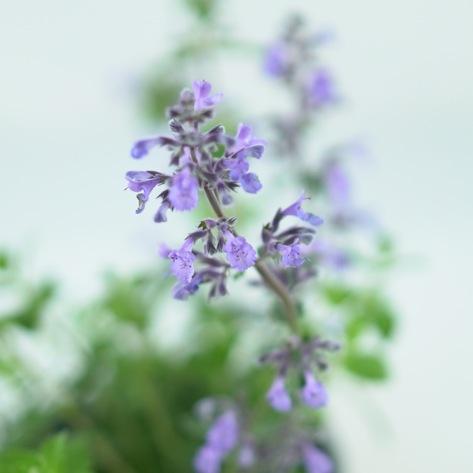 NEPETA FAASSENII 'PICTURE PERFECT' Kocimiętka