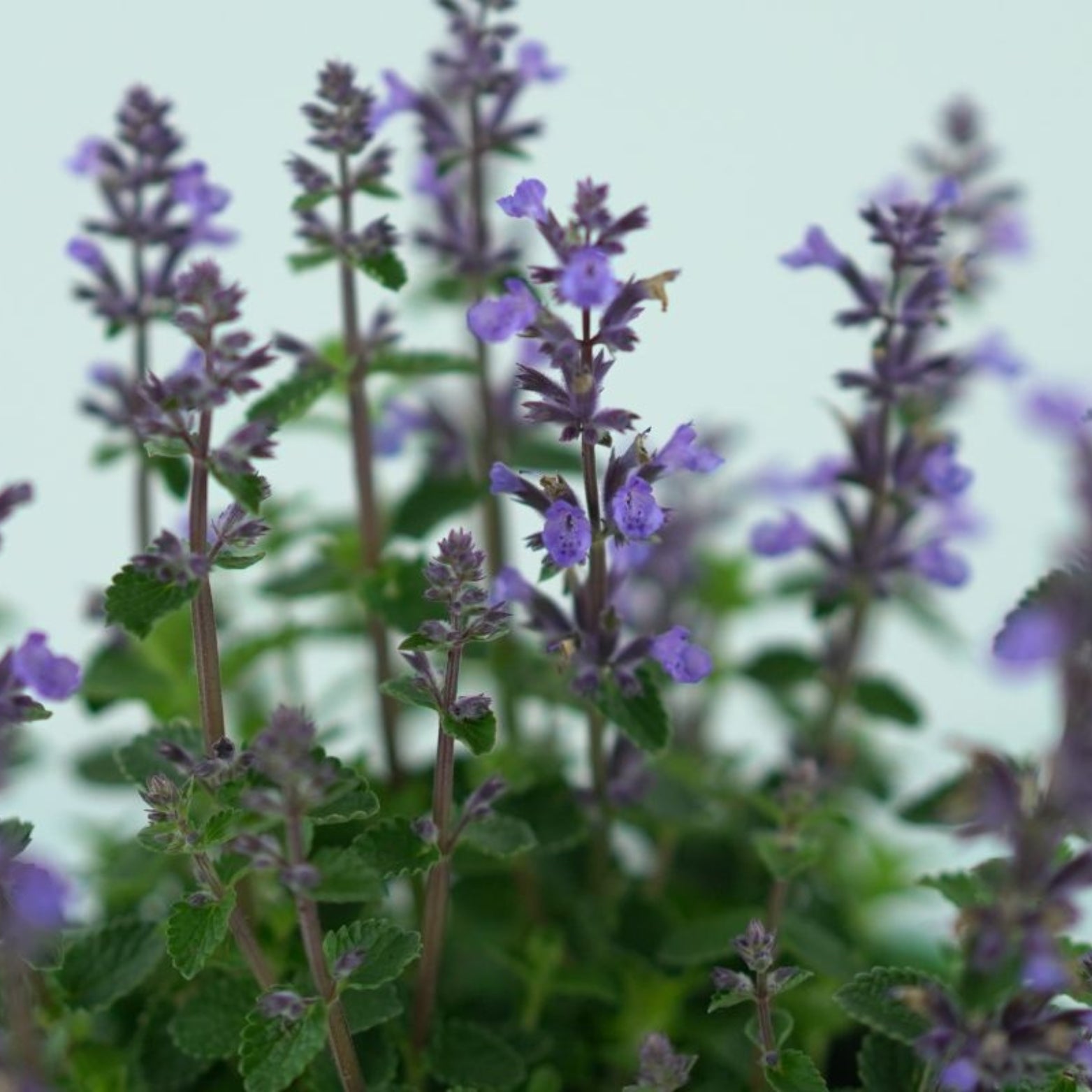 NEPETA 'Cat's Pajamas' Kocimiętka