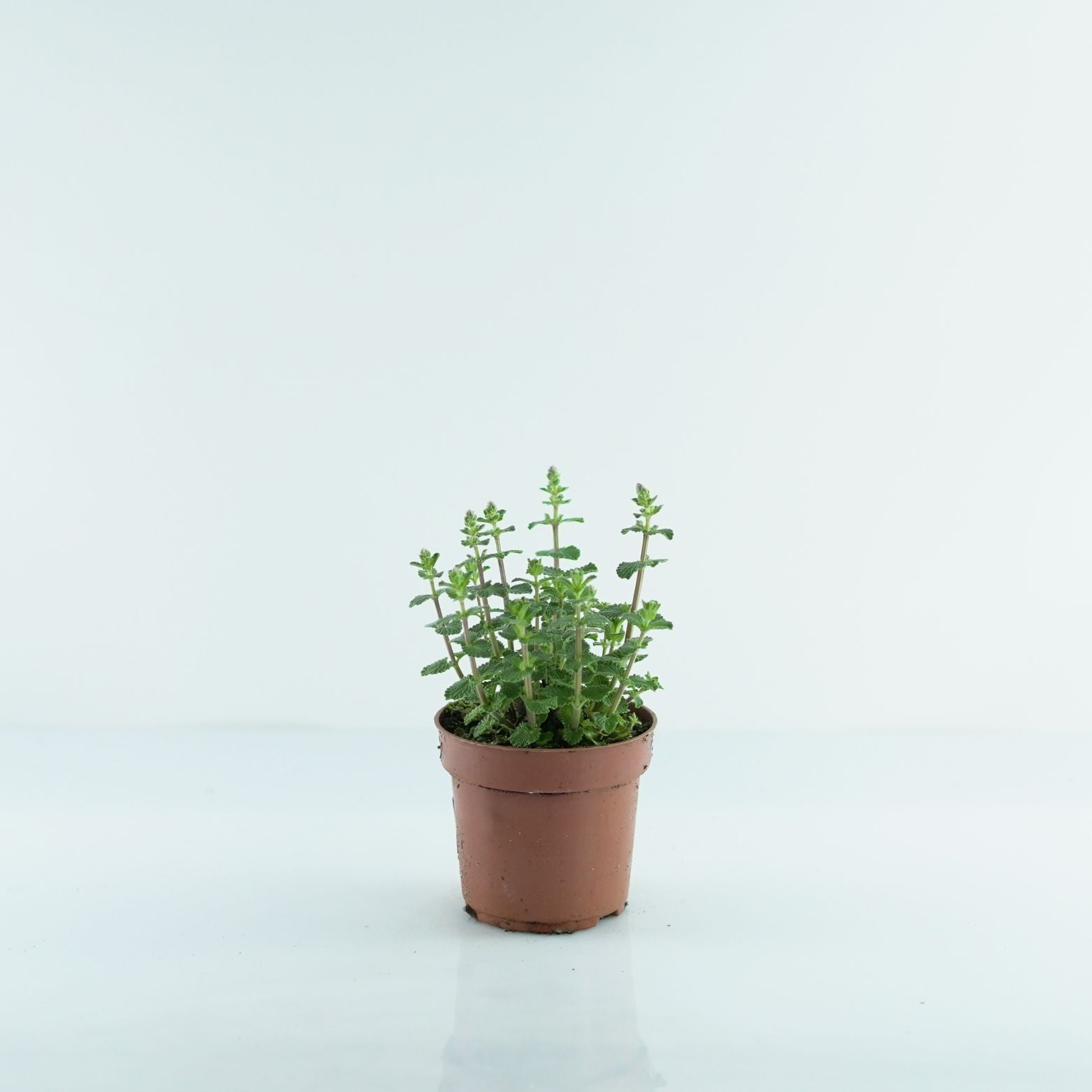 NEPETA FAASSENII Kocimiętka