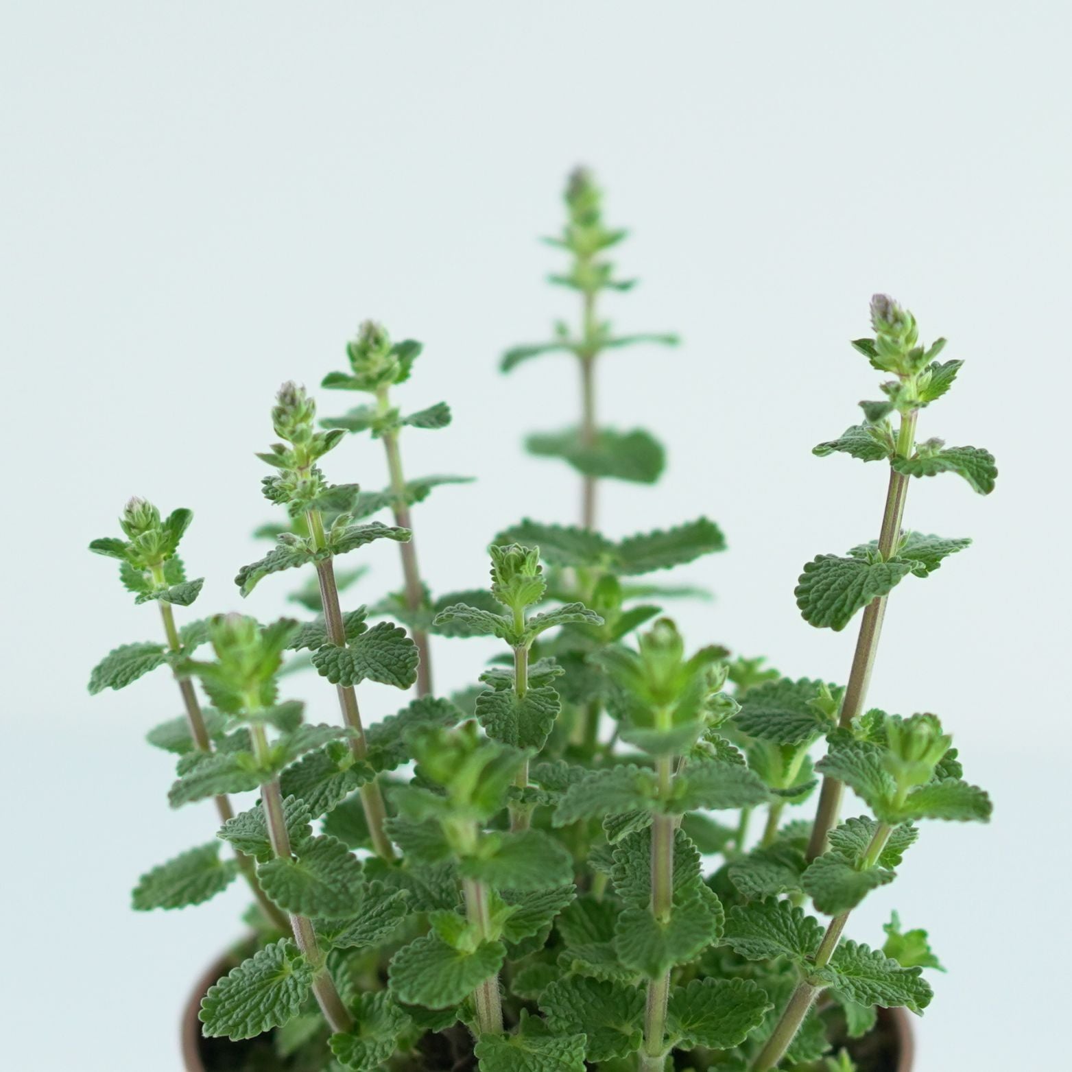 NEPETA FAASSENII Kocimiętka