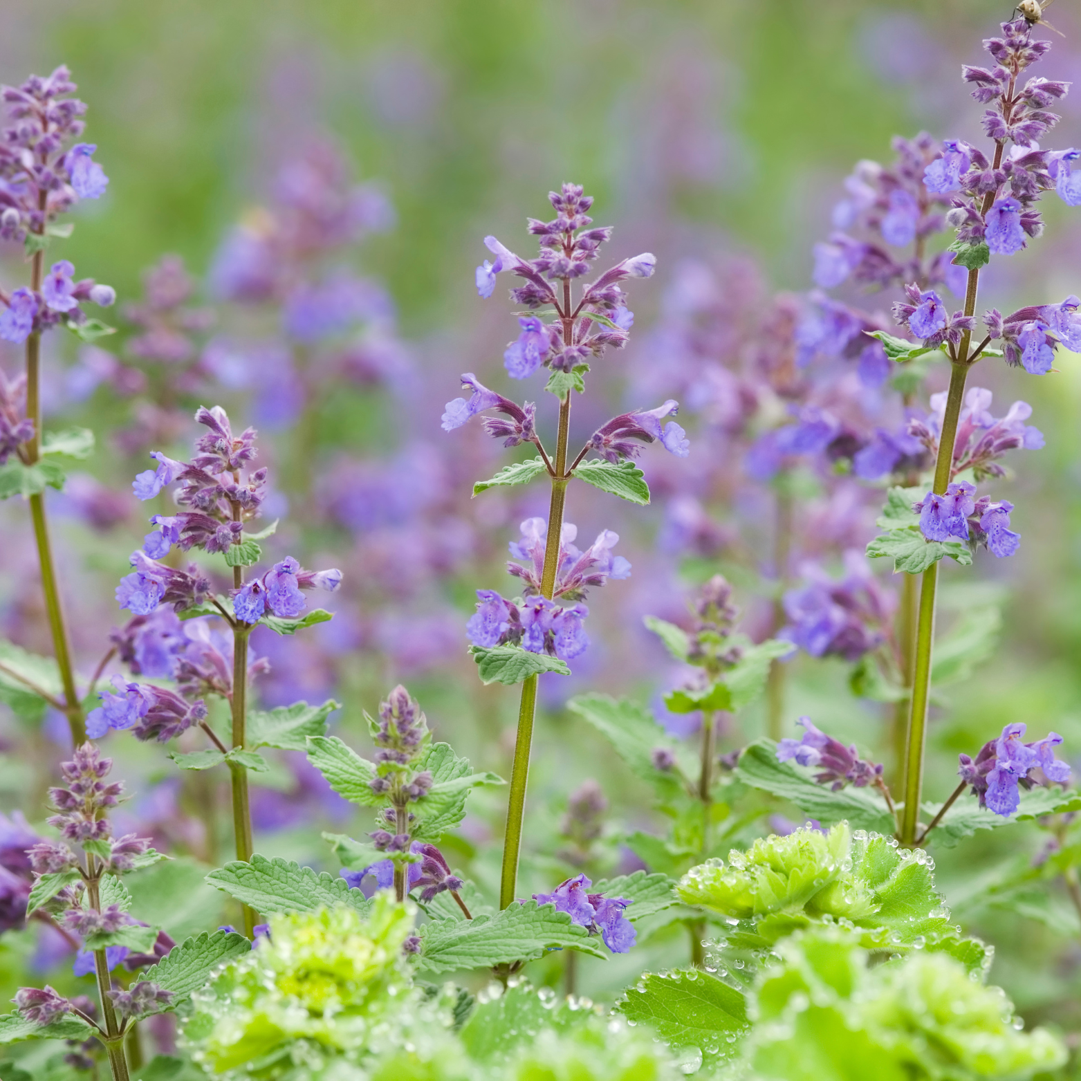 NEPETA FAASSENII KocimiętkaNEPETA FAASSENII Kocimiętka