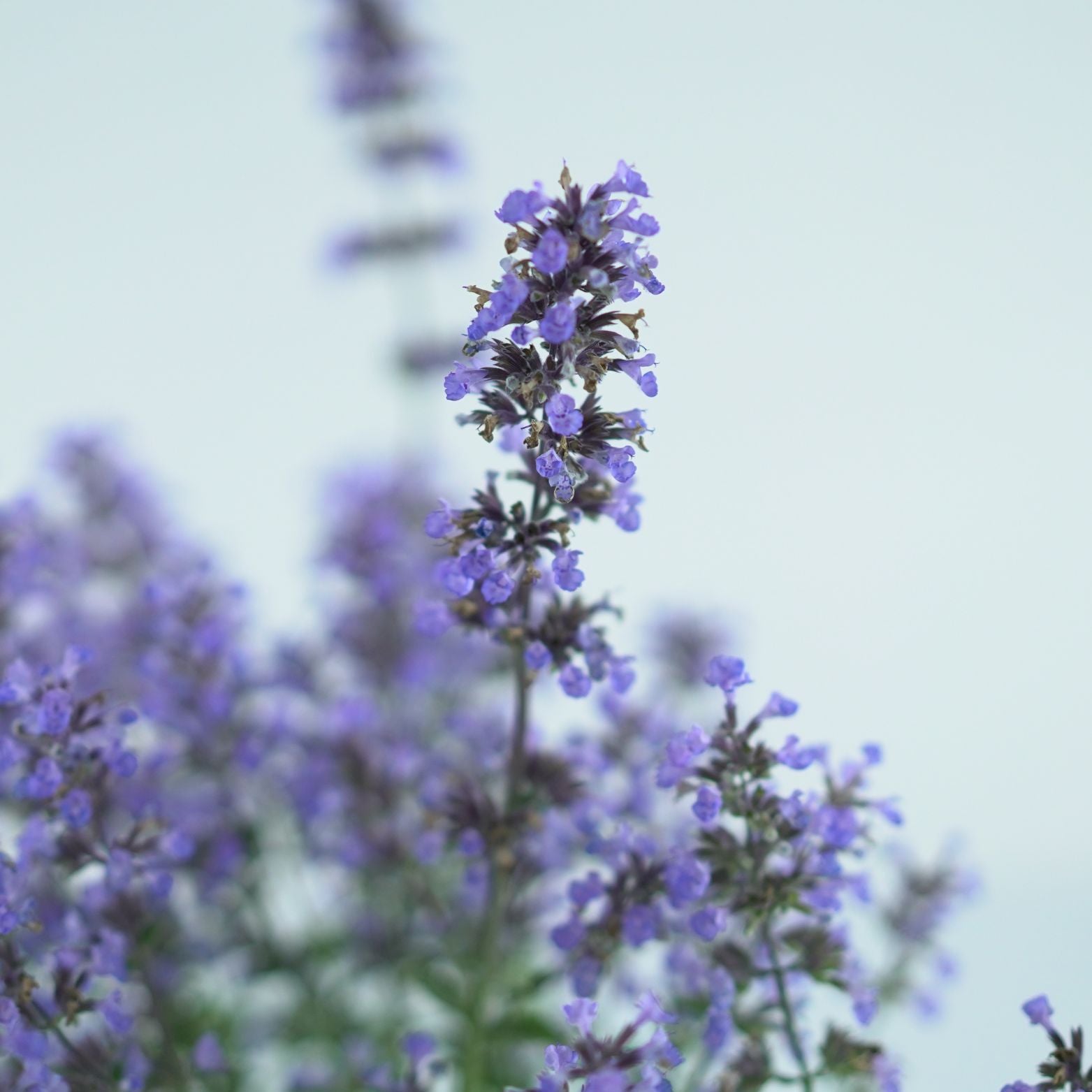 NEPETA FAASSENII 'PURRSIAN BLUE' Kocimiętka