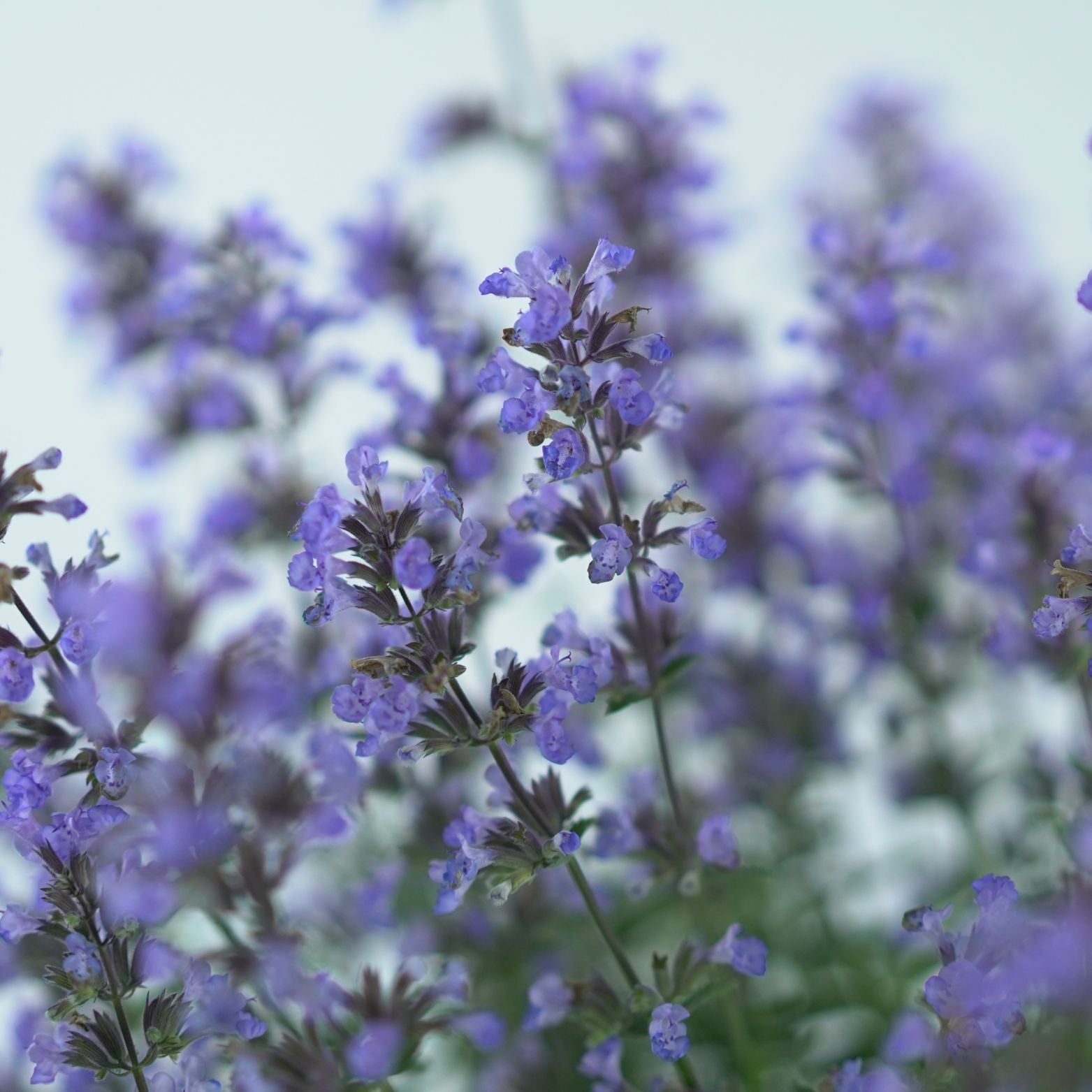 NEPETA FAASSENII 'PURRSIAN BLUE' Kocimiętka