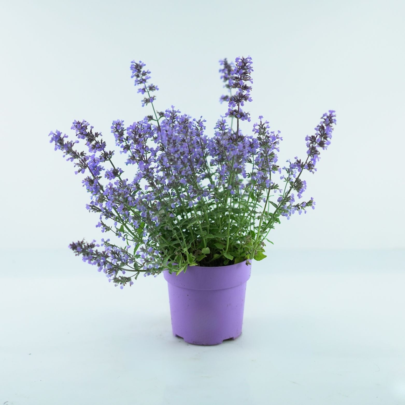 NEPETA FAASSENII 'PURRSIAN BLUE' Kocimiętka