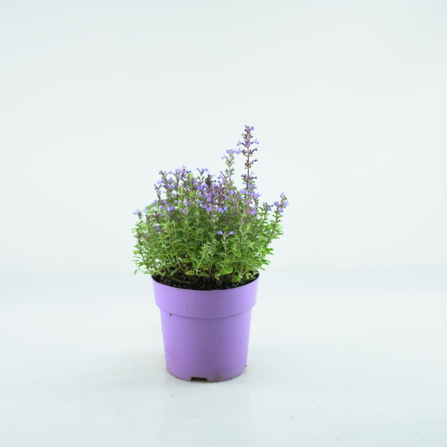 NEPETA FAASSENII 'PURRSIAN BLUE' Kocimiętka