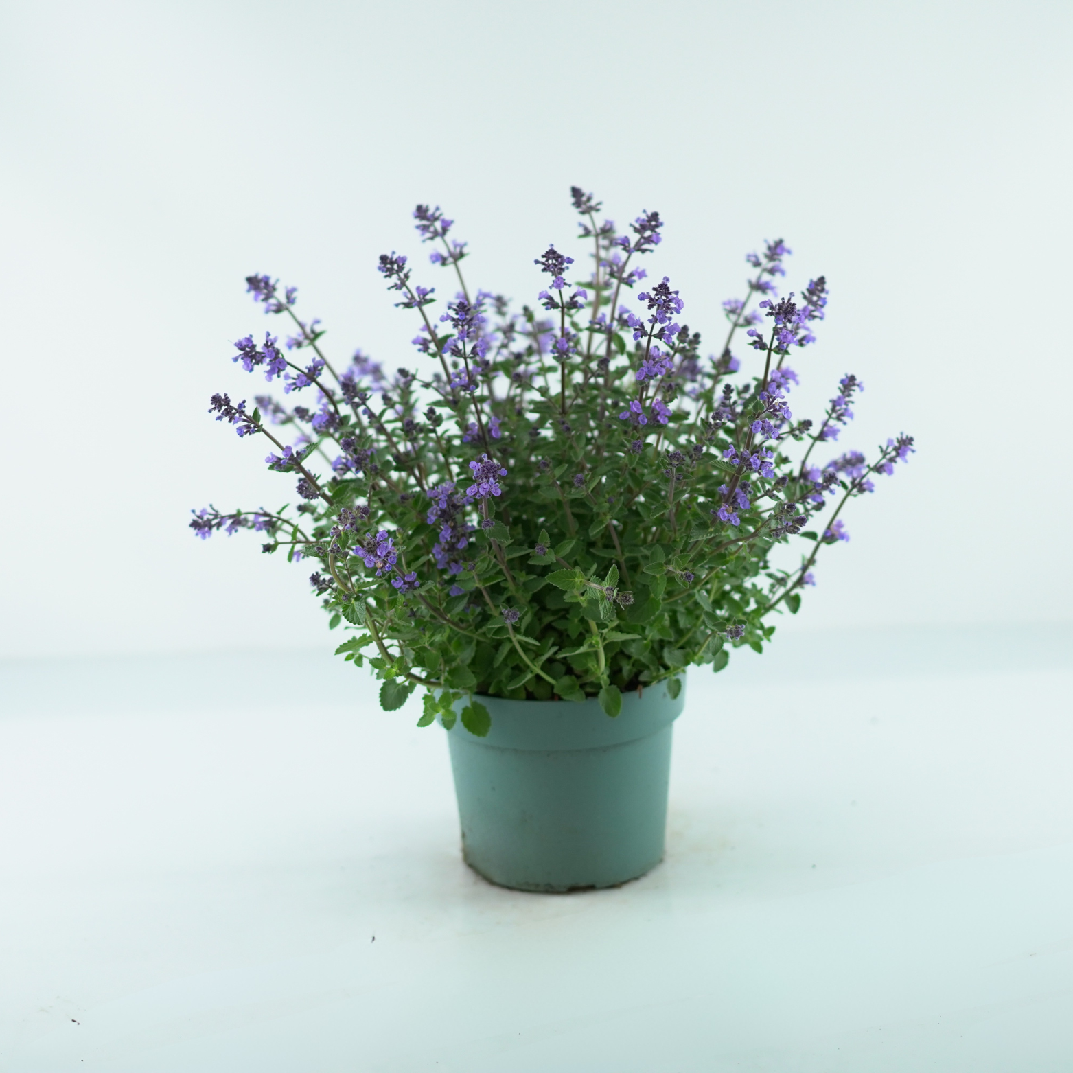 NEPETA FAASSENII 'PURRSIAN BLUE' Kocimiętka