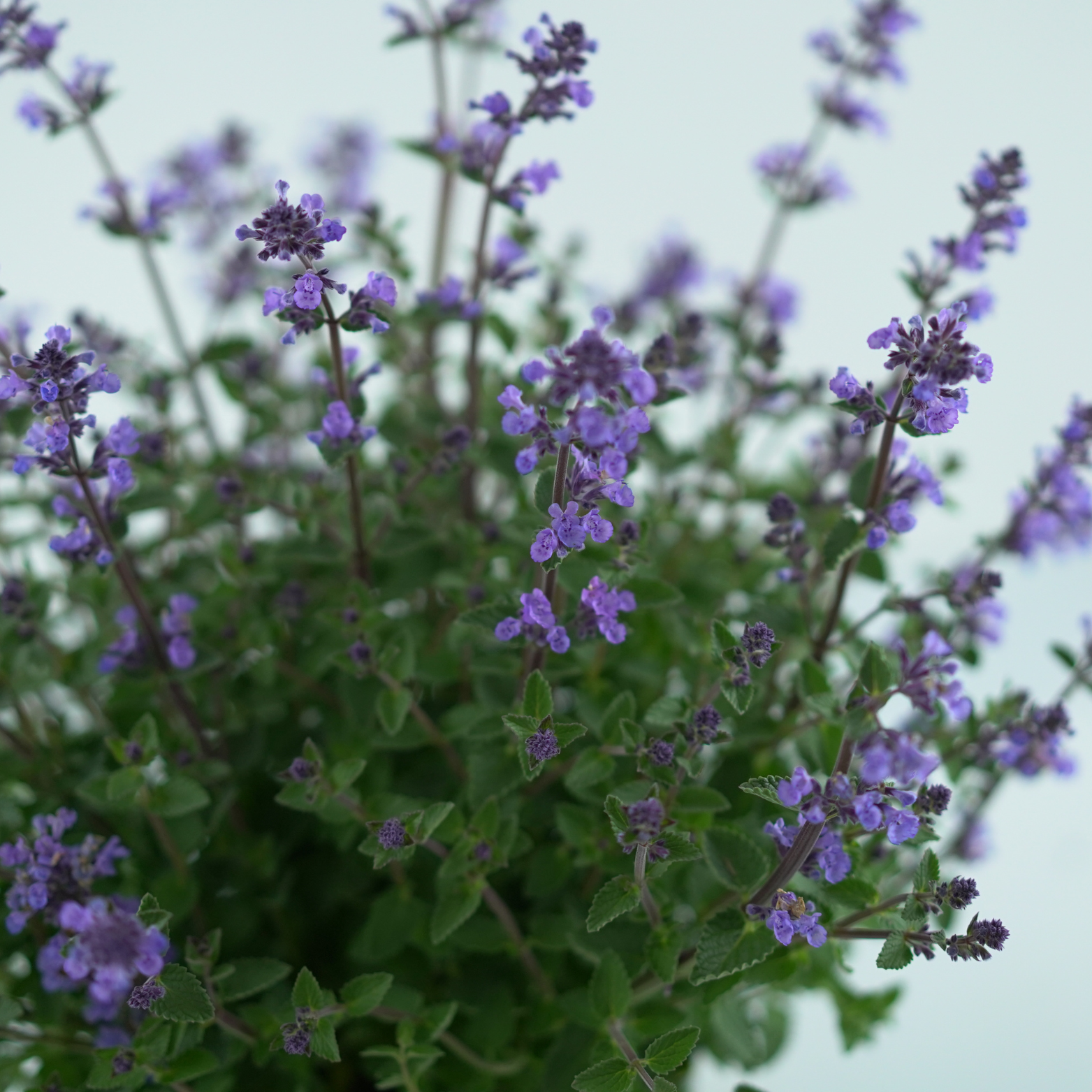 NEPETA FAASSENII 'PURRSIAN BLUE' Kocimiętka