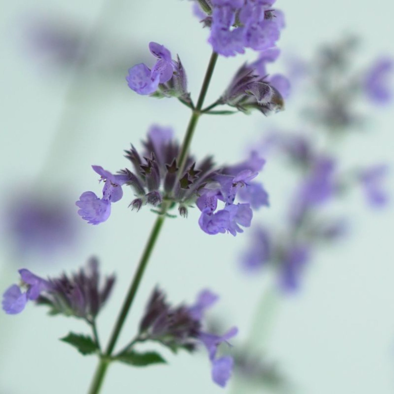 NEPETA FAASSENII 'Six Hills Giant' Kocimiętka