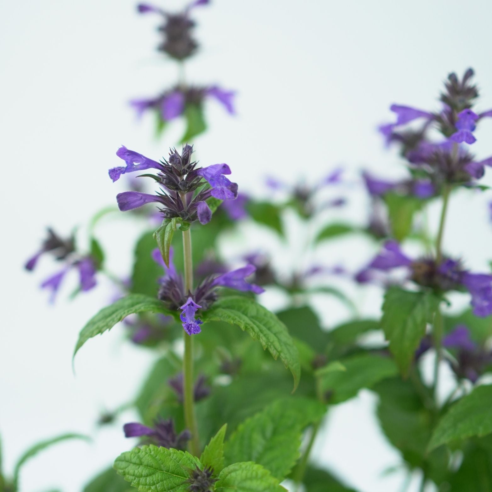 NEPETA SIBRICA Kocimiętka syberyjska