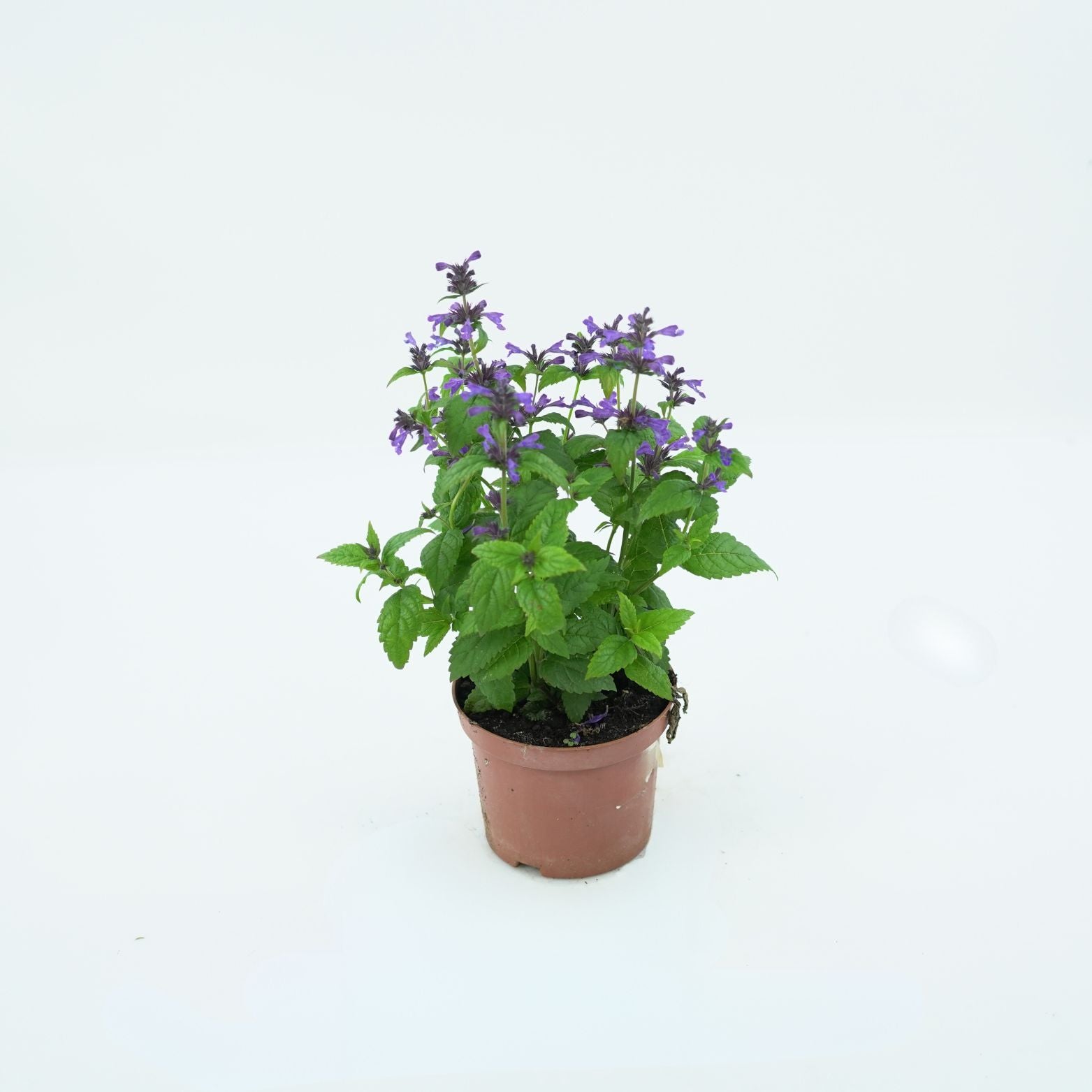 NEPETA SIBRICA Kocimiętka syberyjska