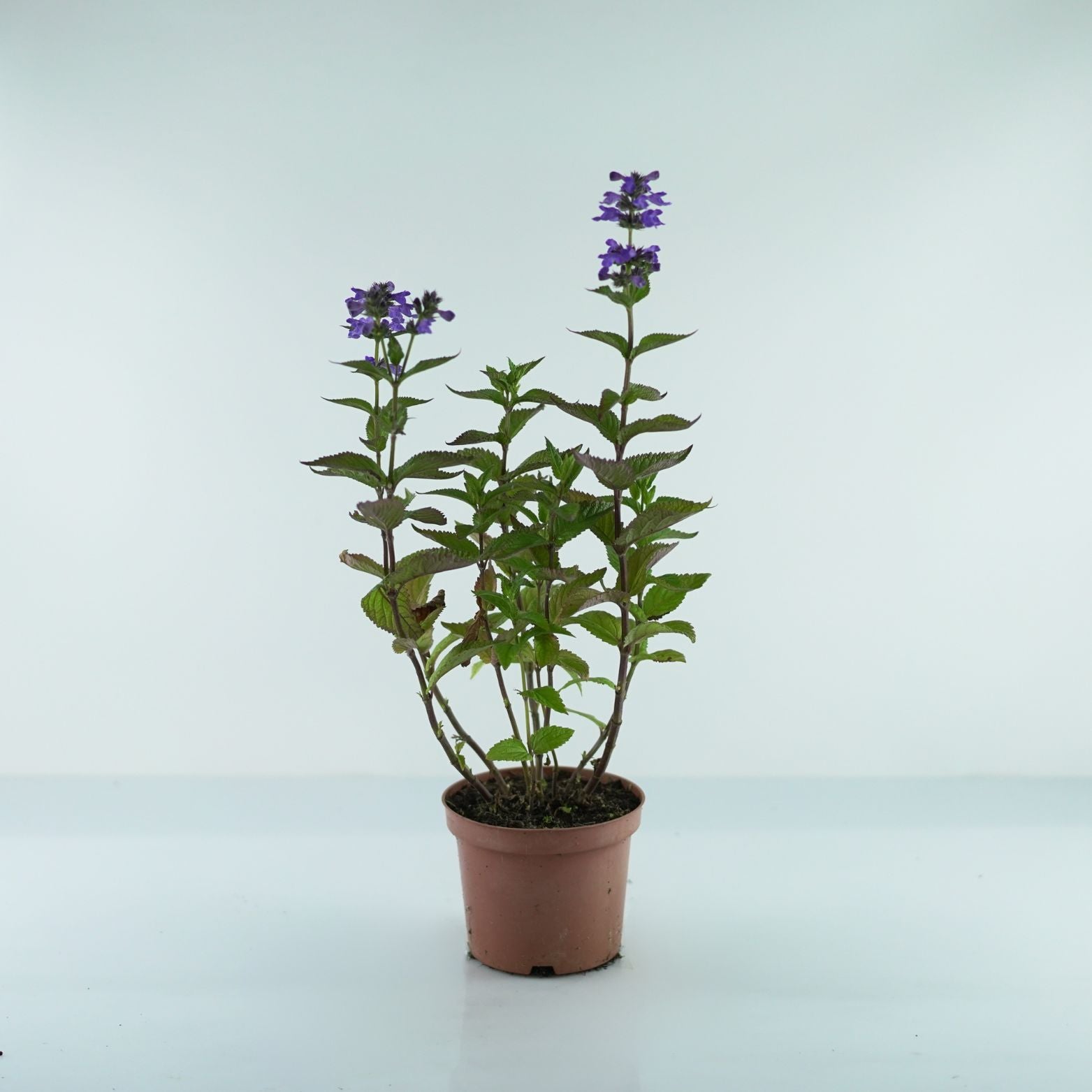 NEPETA SIBRICA Kocimiętka syberyjska