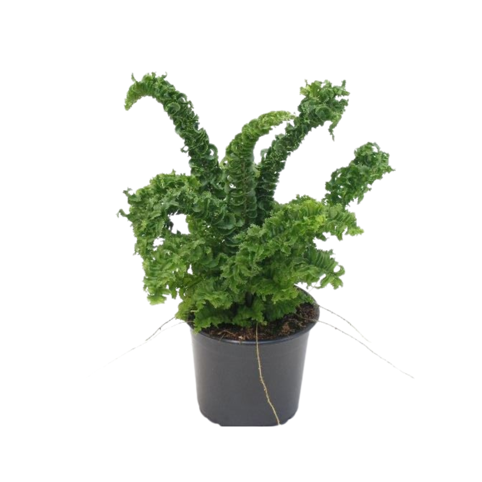 NEPHROLEPIS EXALTATA 'EMINA' Nefrolepis wyniosły, paproć