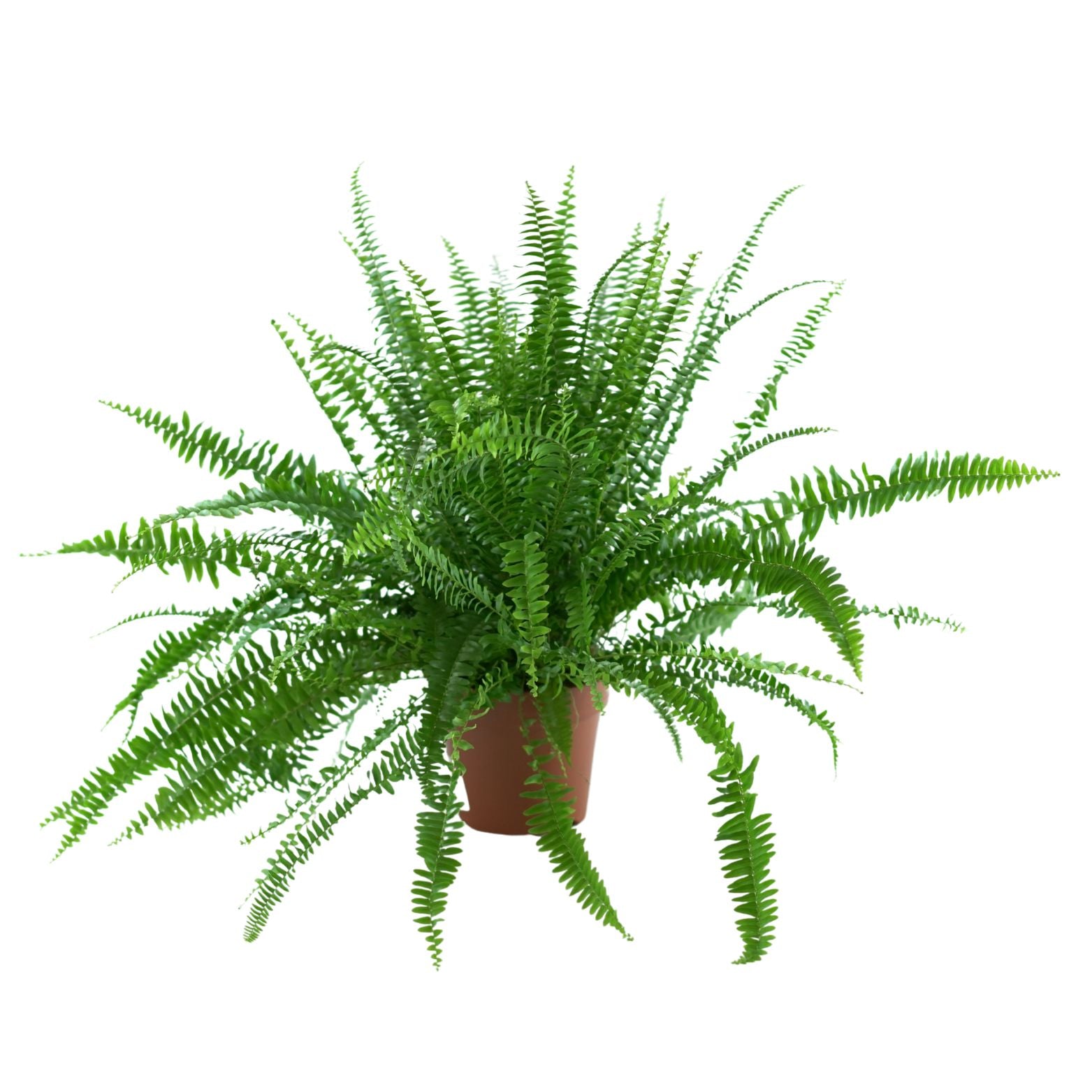 NEPHROLEPIS EXALTATA 'Green Lady' Nefrolepis wyniosły, paproć