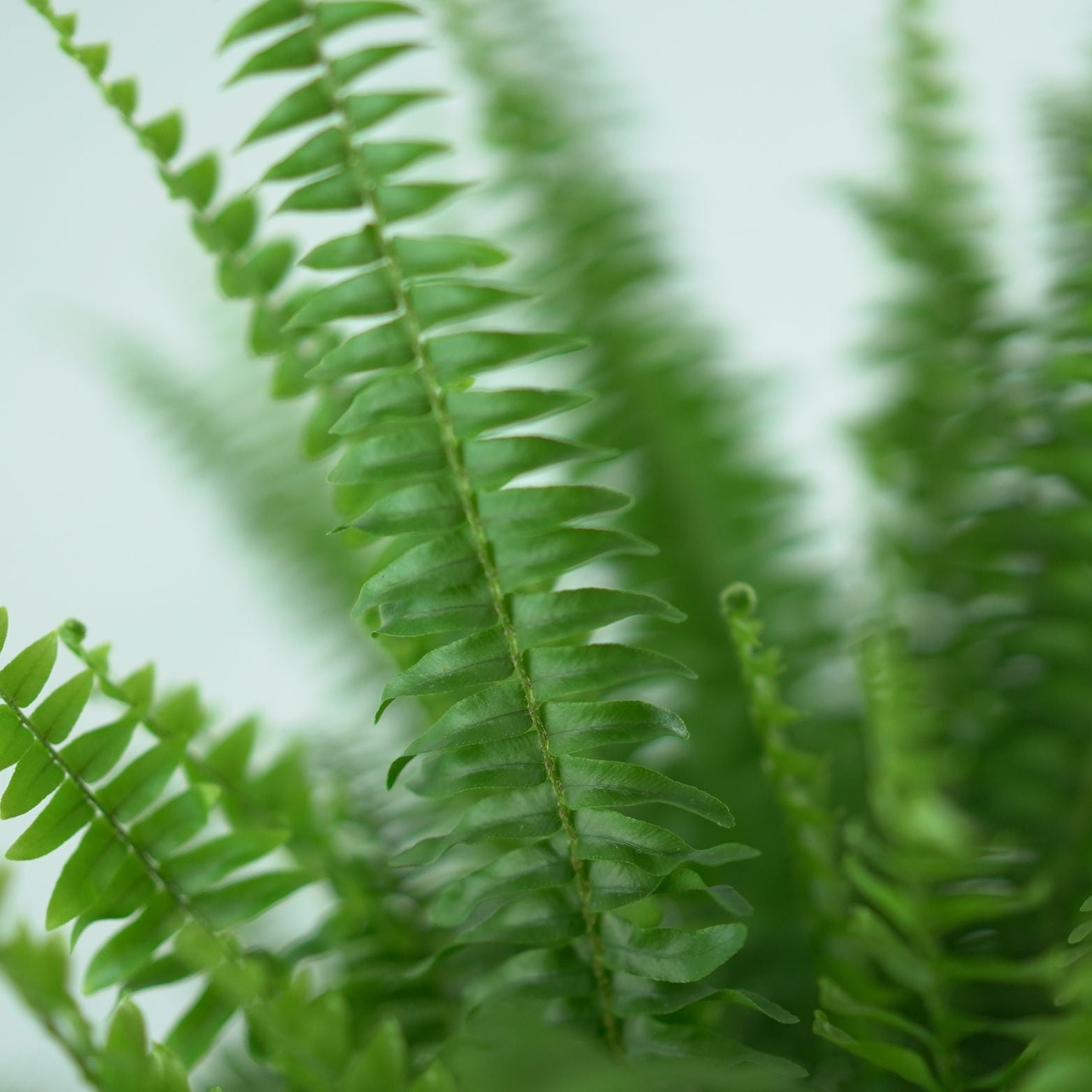 NEPHROLEPIS EXALTATA 'Green Lady' Nefrolepis wyniosły, paproć