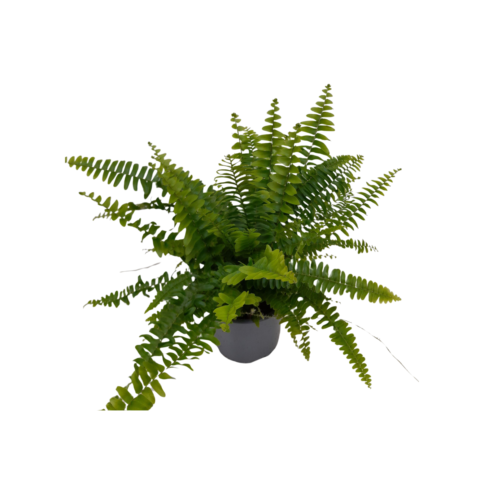 NEPHROLEPIS EXALTATA 'MONTANA' Nefrolepis wyniosły, paproć