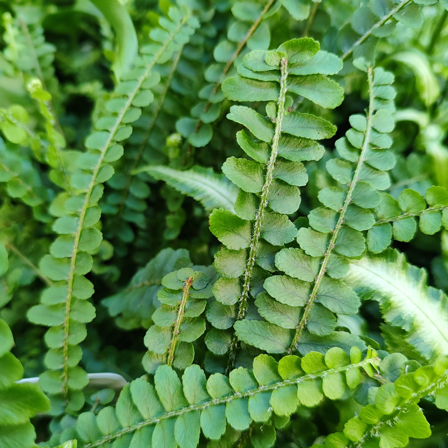 NEPHROLEPIS CORDIFOLIA DUFFII