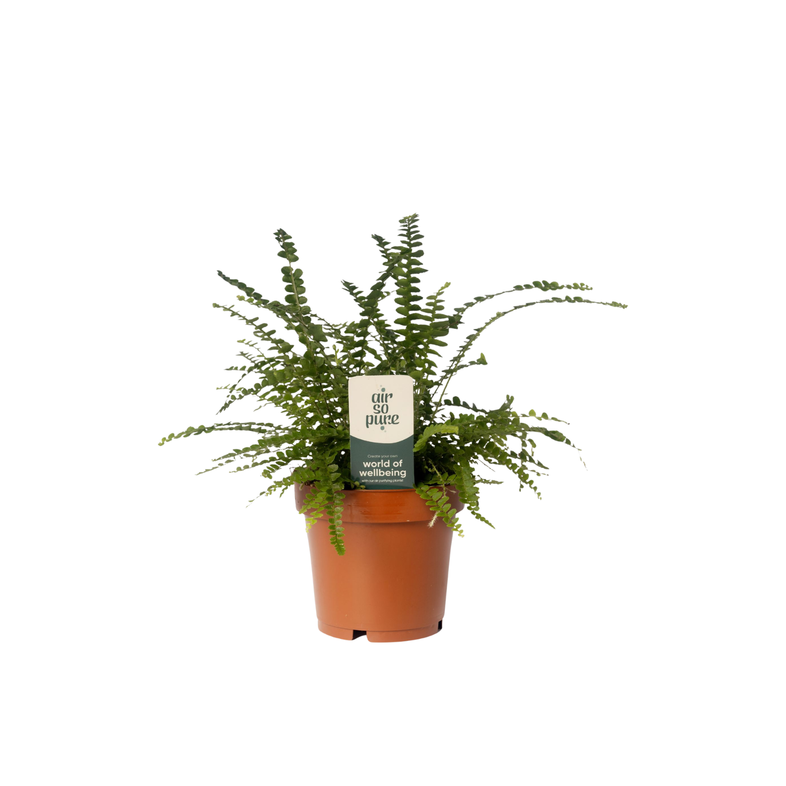 NEPHROLEPIS CORDIFOLIA DUFFII