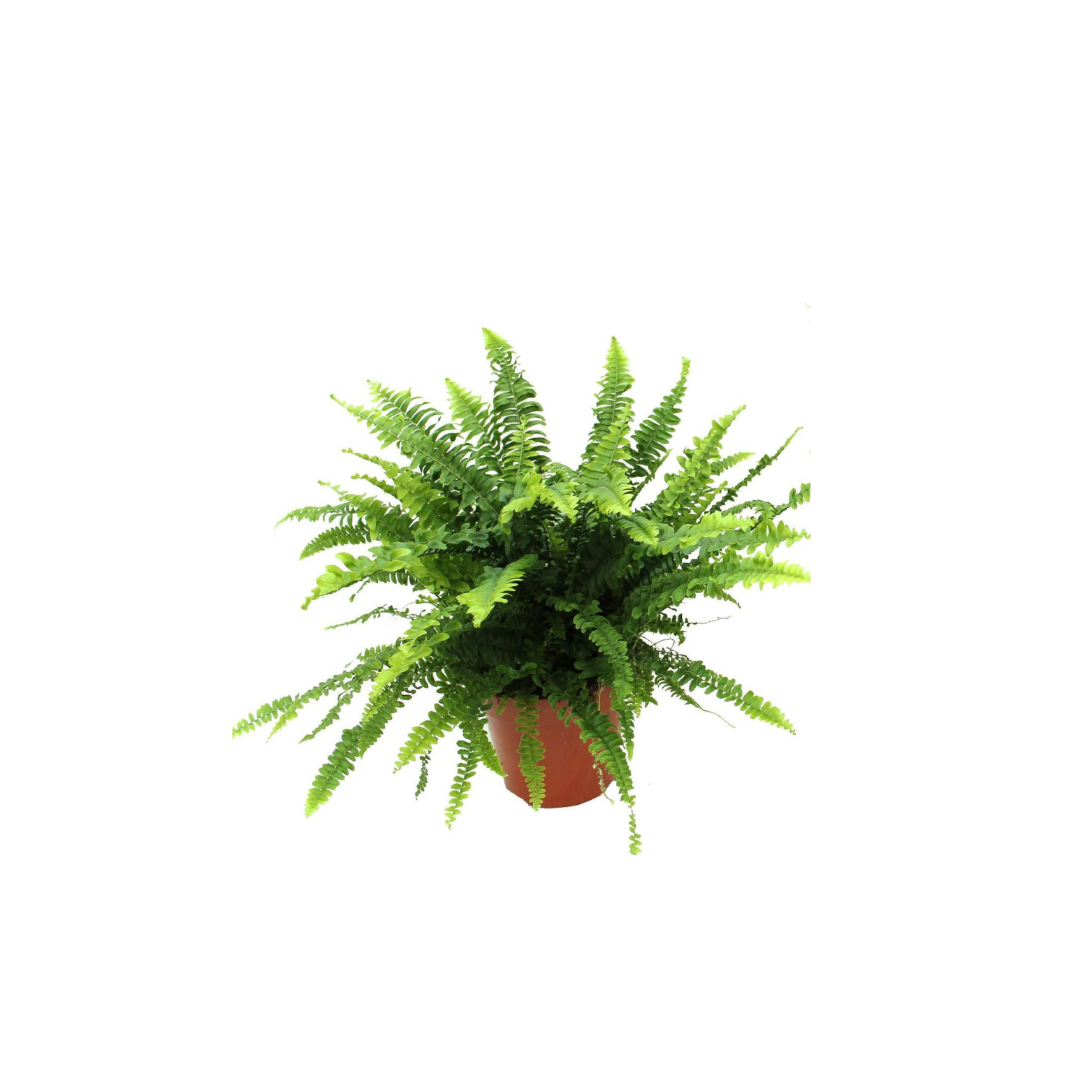 NEPHROLEPIS EXALTATA 'GREEN LADY' Nefrolepis wyniosły, paproć