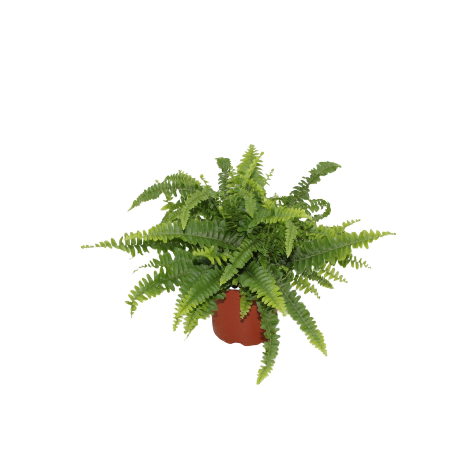 NEPHROLEPIS EXALTATA 'GREEN LADY' Nefrolepis wyniosły, paproć