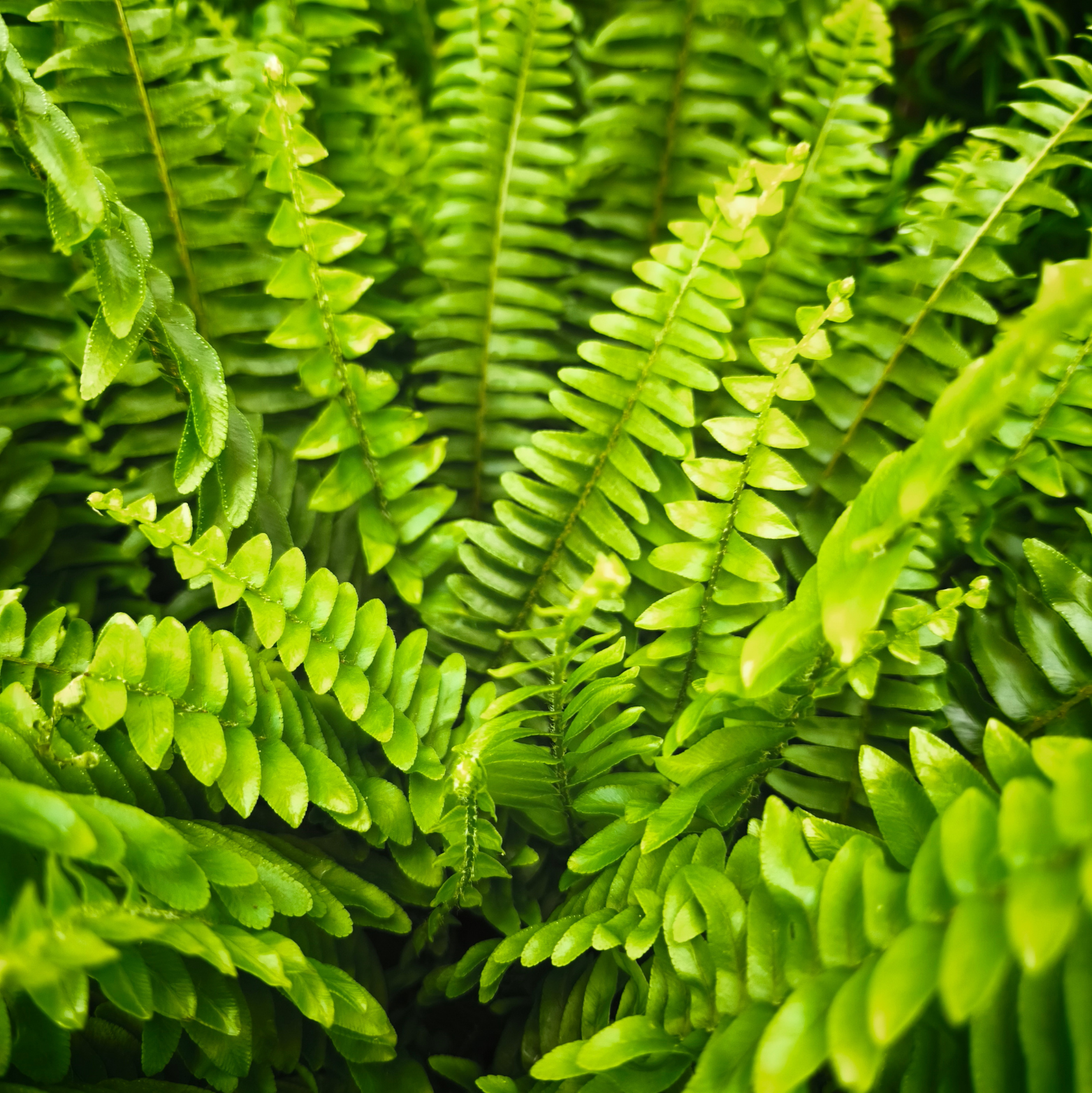 NEPHROLEPIS EXALTATA 'GREEN LADY' Nefrolepis wyniosły, paproć