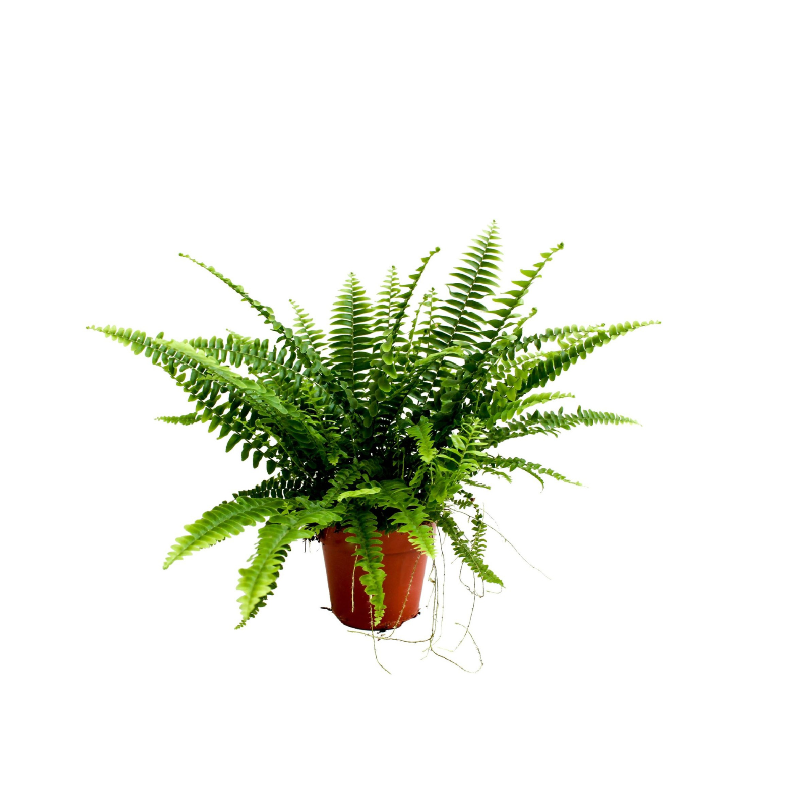 NEPHROLEPIS EXALTATA 'Green Lady' Nefrolepis wyniosły, paproć