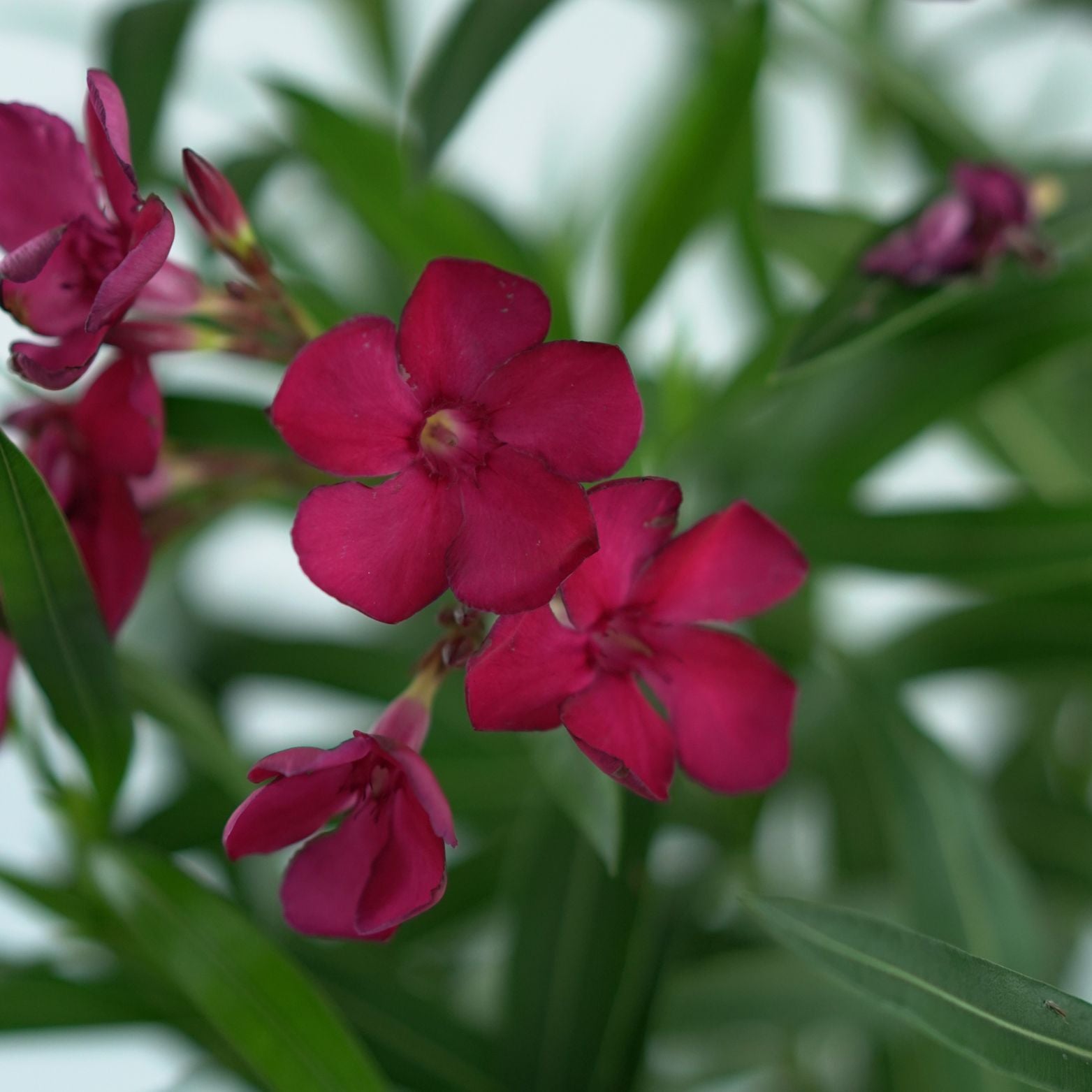 NERIUM OLEANDER Oleander