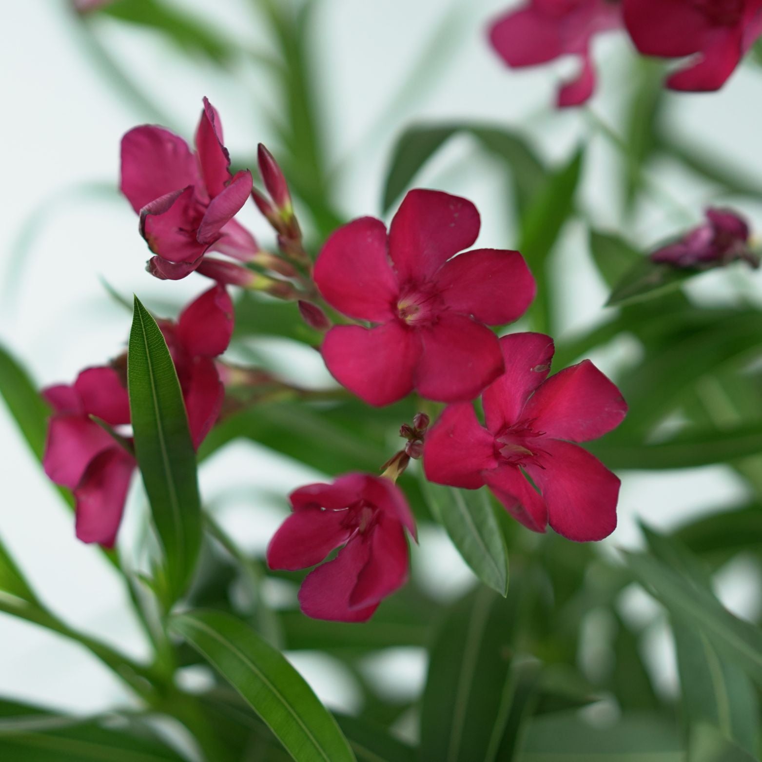 NERIUM OLEANDER Oleander