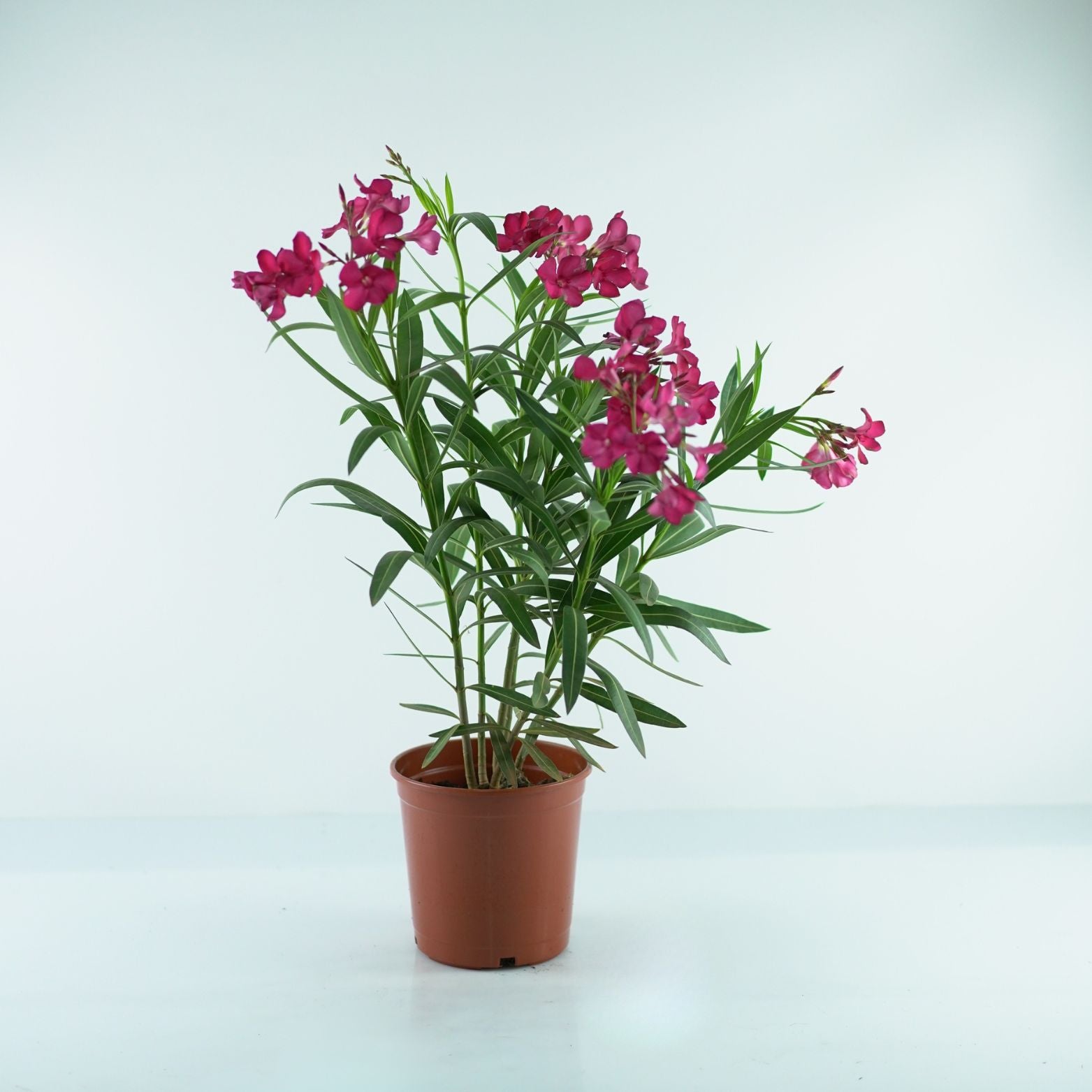 NERIUM OLEANDER Oleander