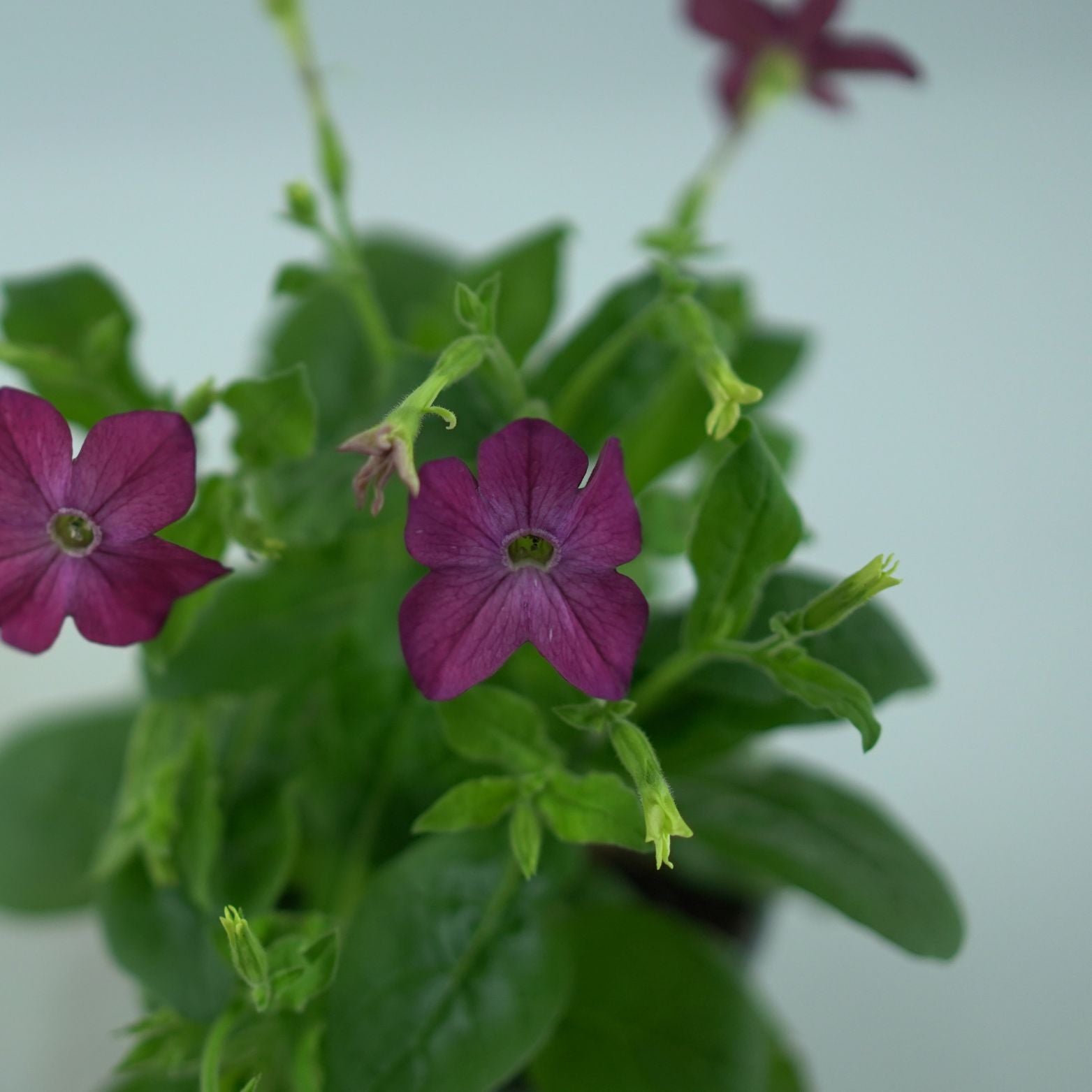 NICOTIANA Tytoń ozdobny