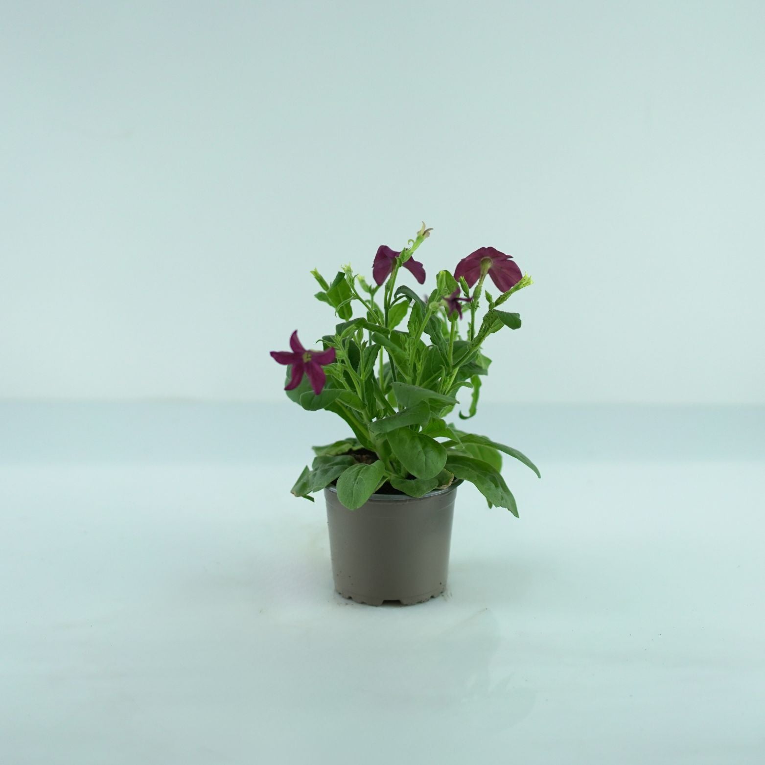 NICOTIANA Tytoń ozdobny
