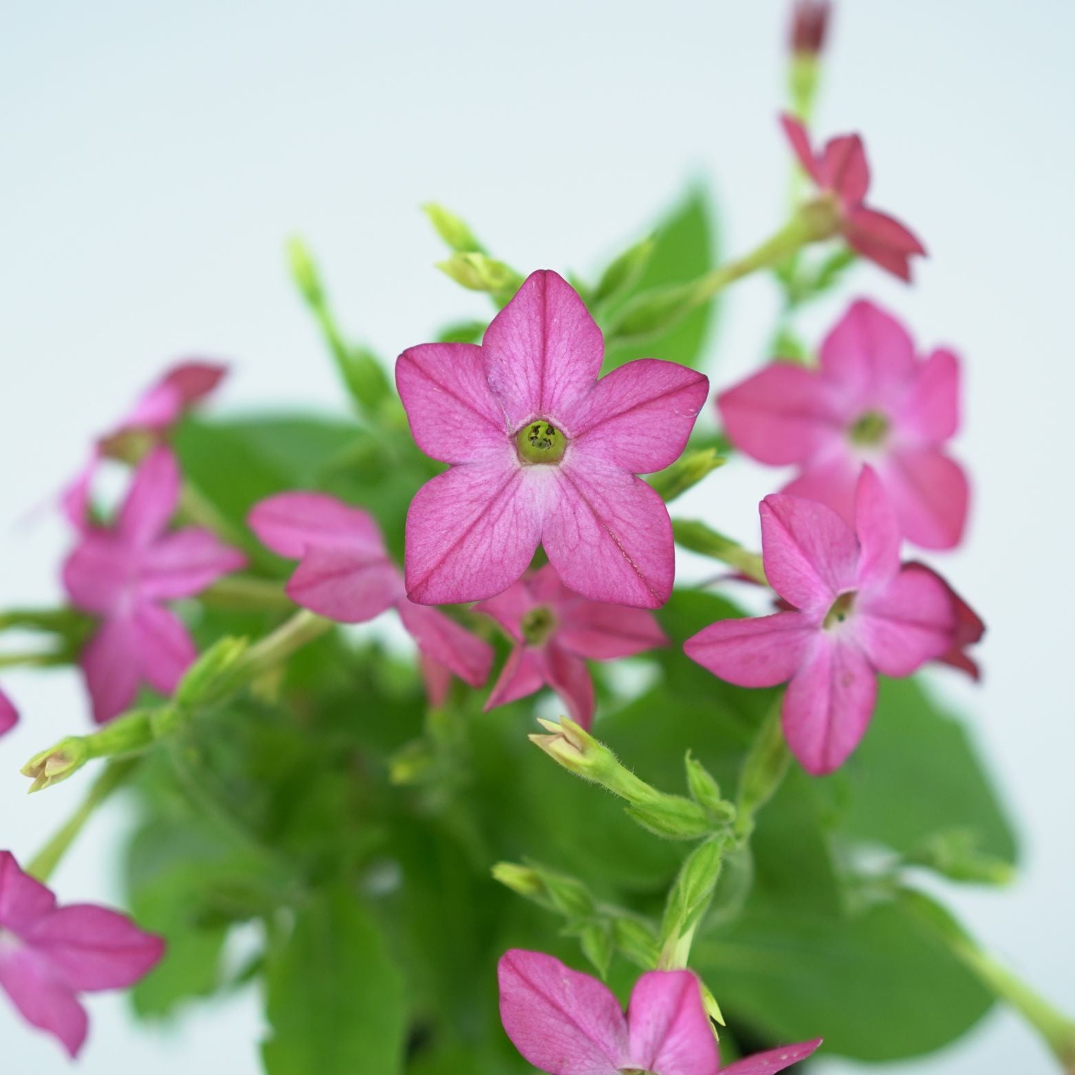 NICOTIANA Tytoń ozdobny