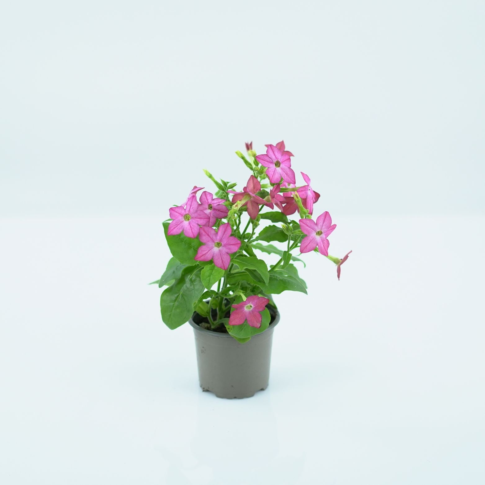 NICOTIANA Tytoń ozdobny