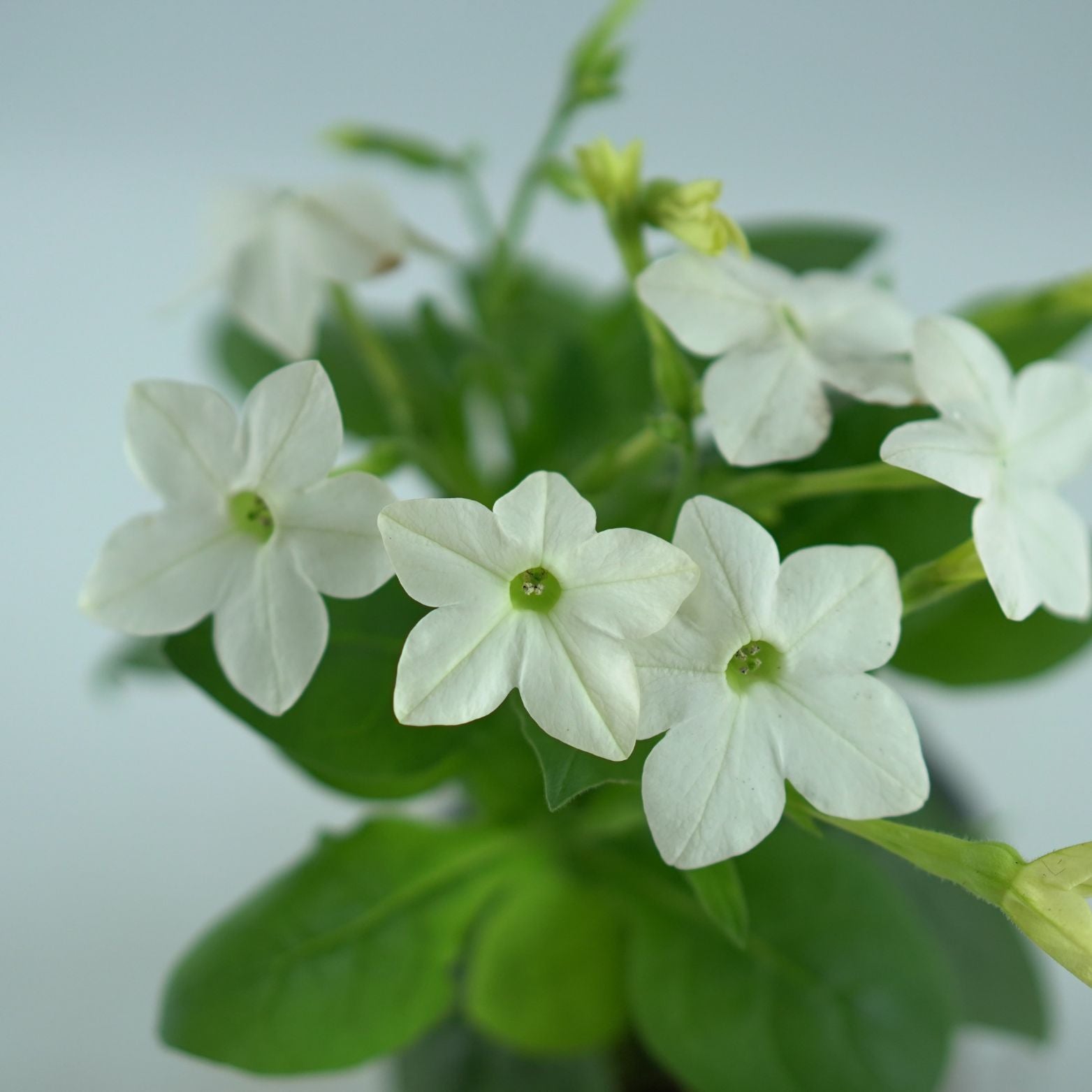 NICOTIANA Tytoń ozdobny