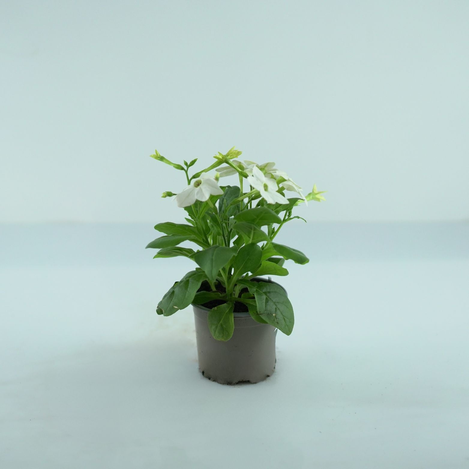 NICOTIANA Tytoń ozdobny
