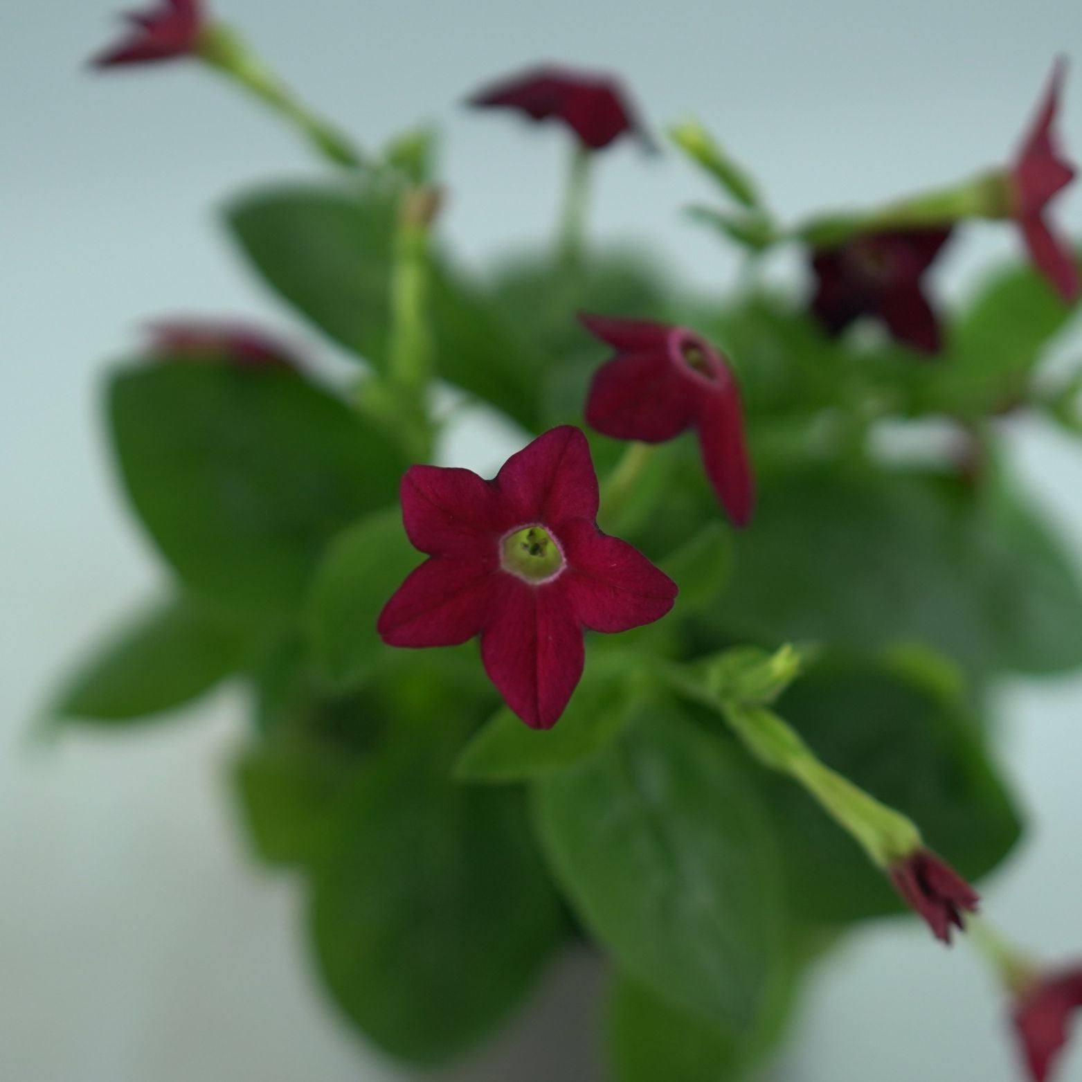 NICOTIANA Tytoń ozdobny