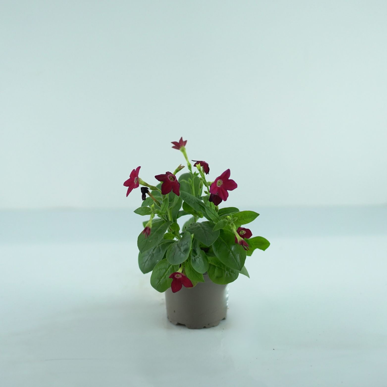 NICOTIANA Tytoń ozdobny