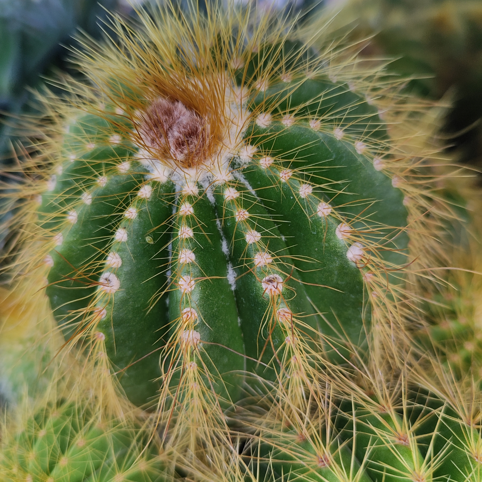 NOTOCACTUS WARASSI Kaktus