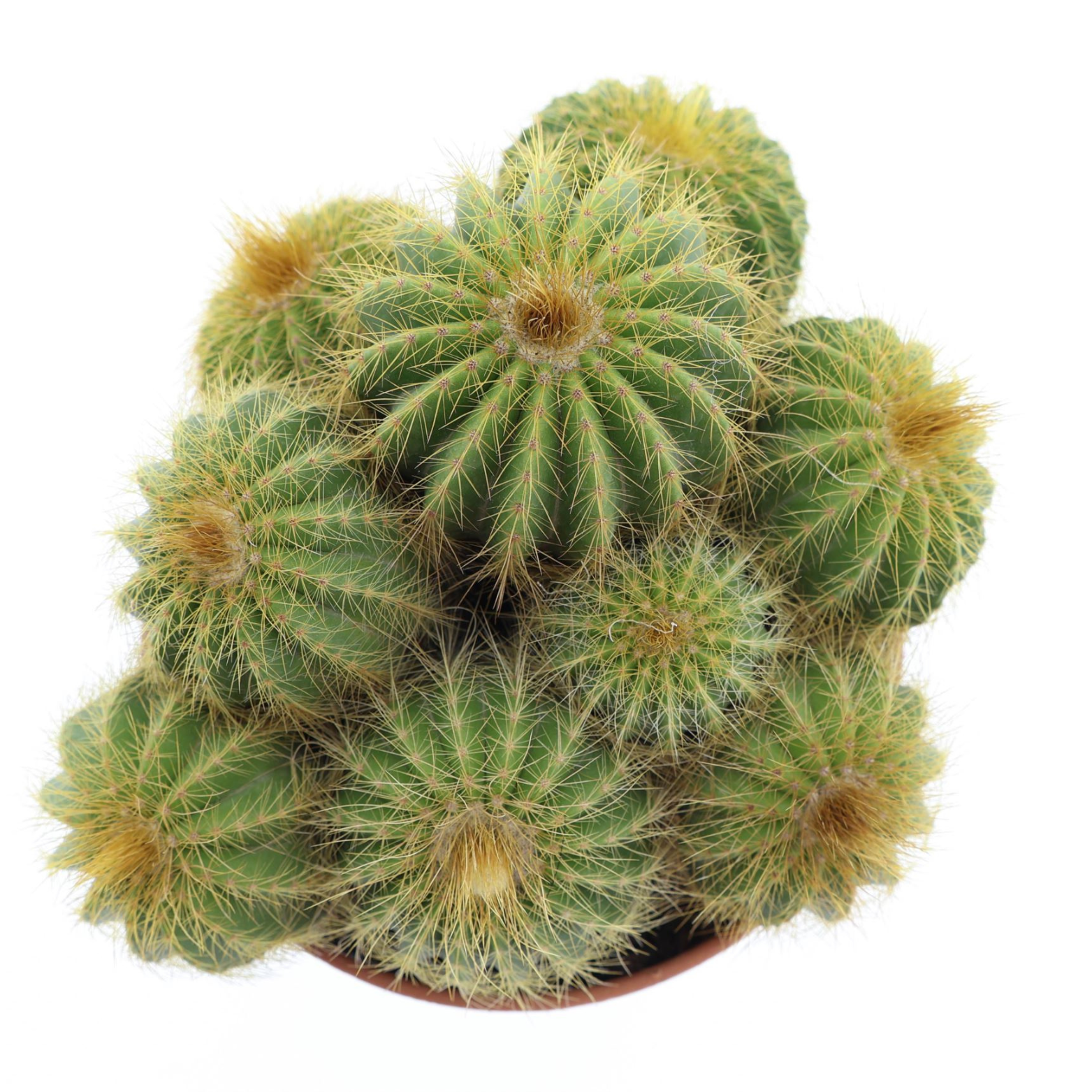 NOTOCACTUS WARASSI Kaktus